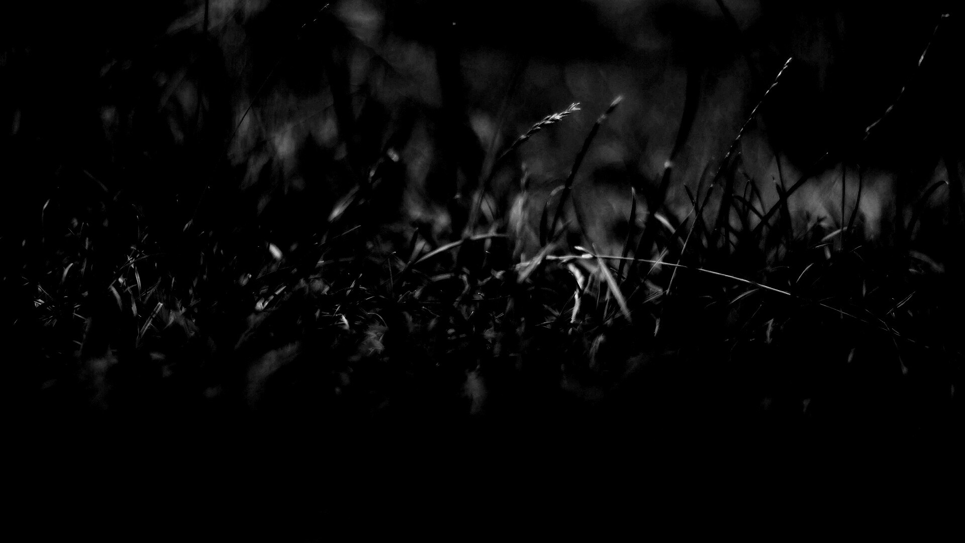 Трава в макро режиме обои