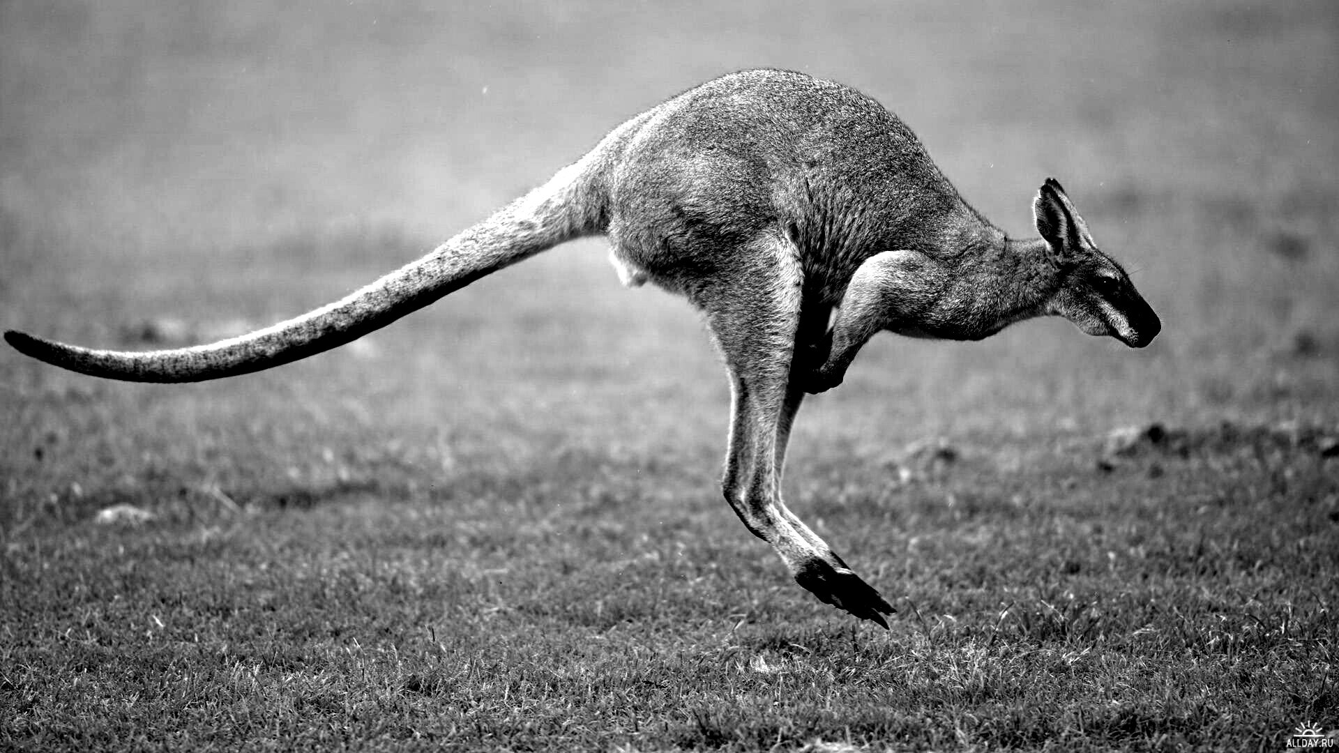 Кенгуру обои