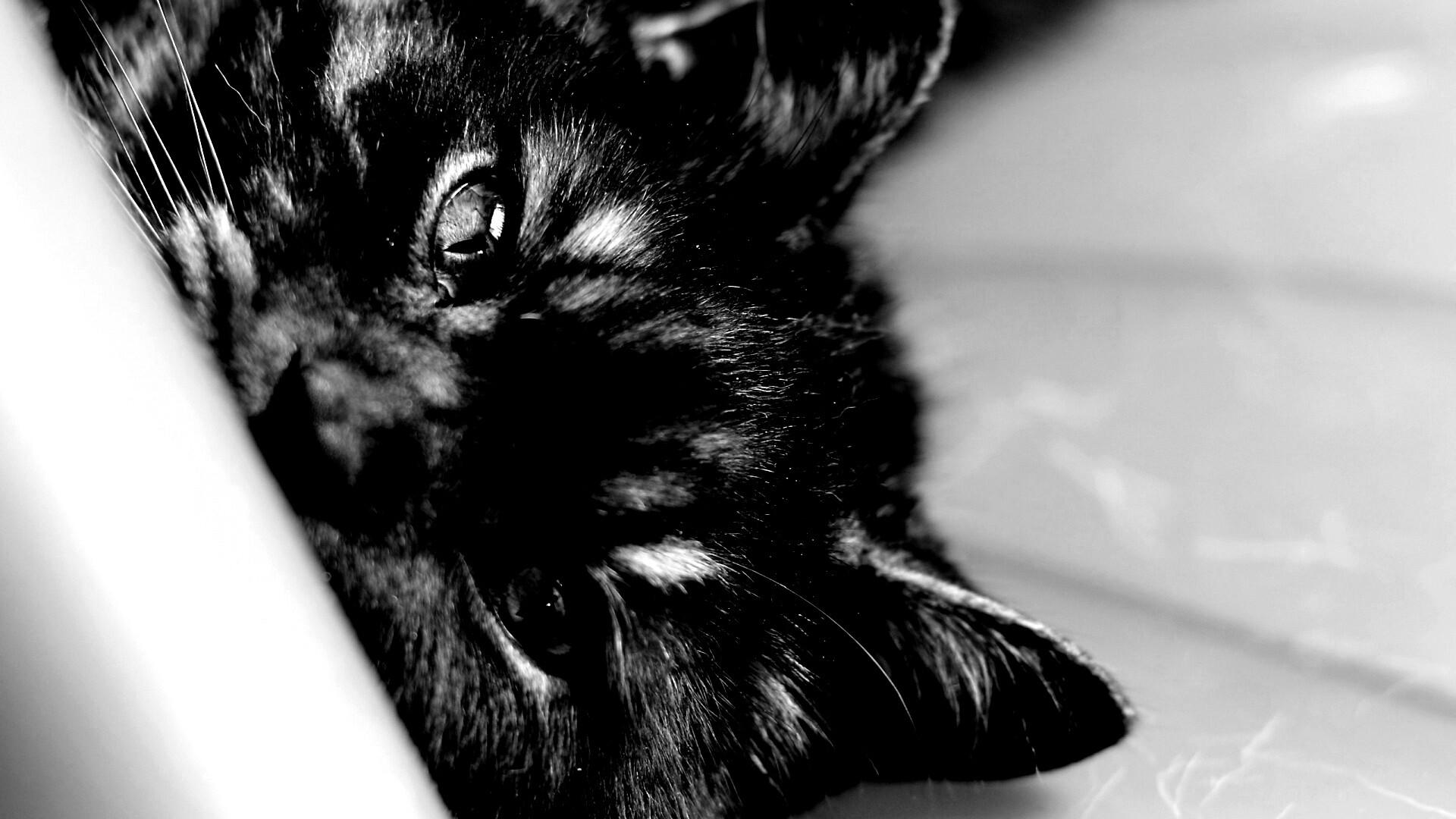 Глаза и уши обои