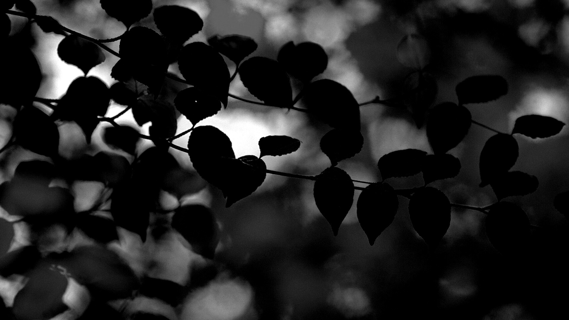 Ветка яркой зелени обои