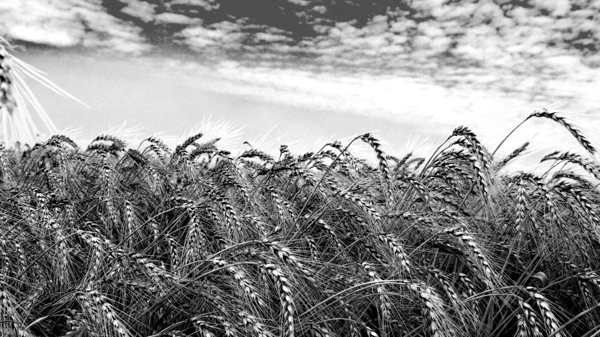 Колосья в поле обои