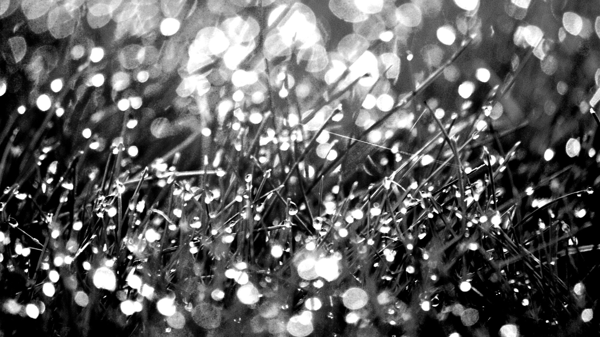 Трава в росе обои