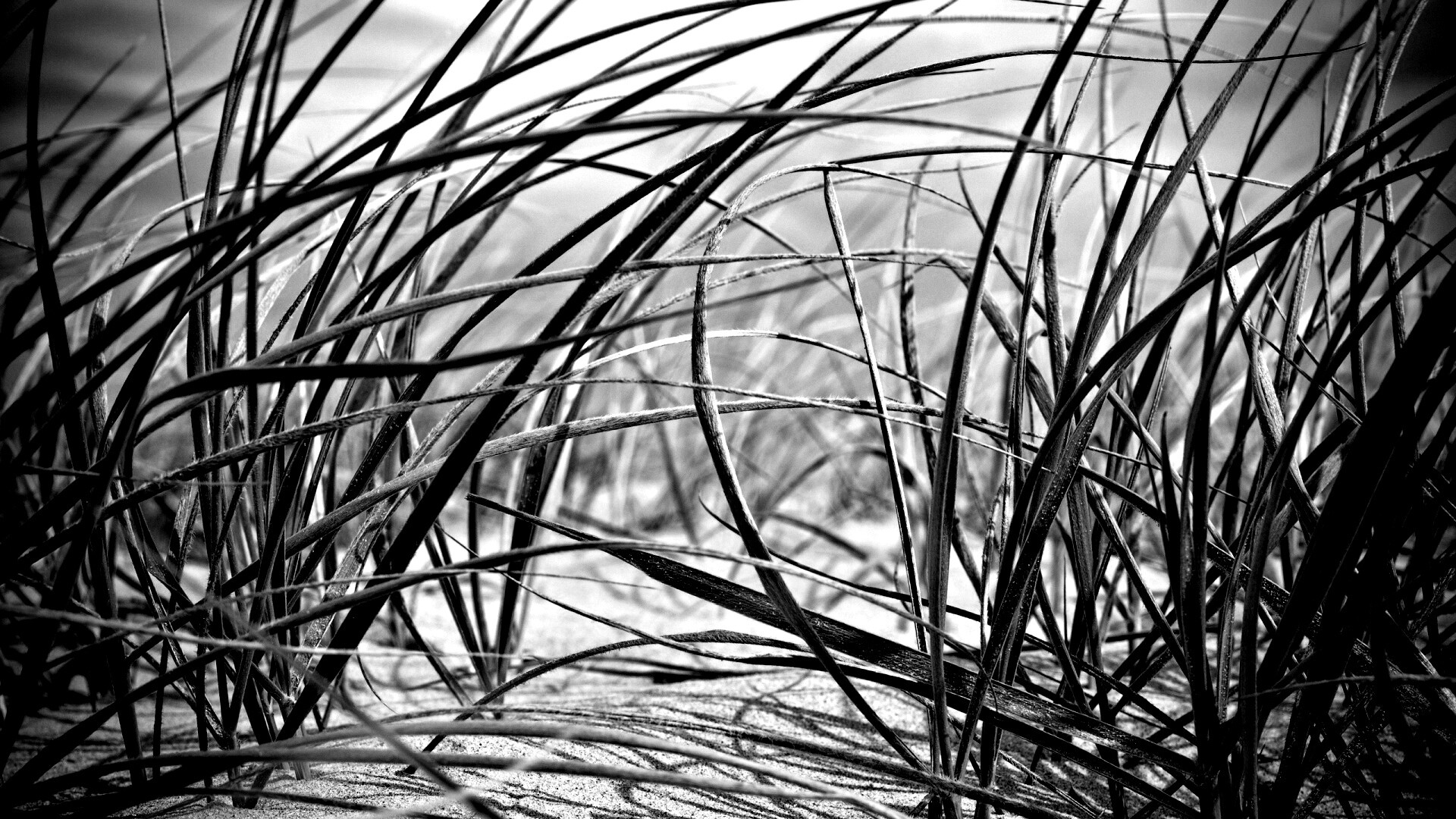 Трава на песке обои