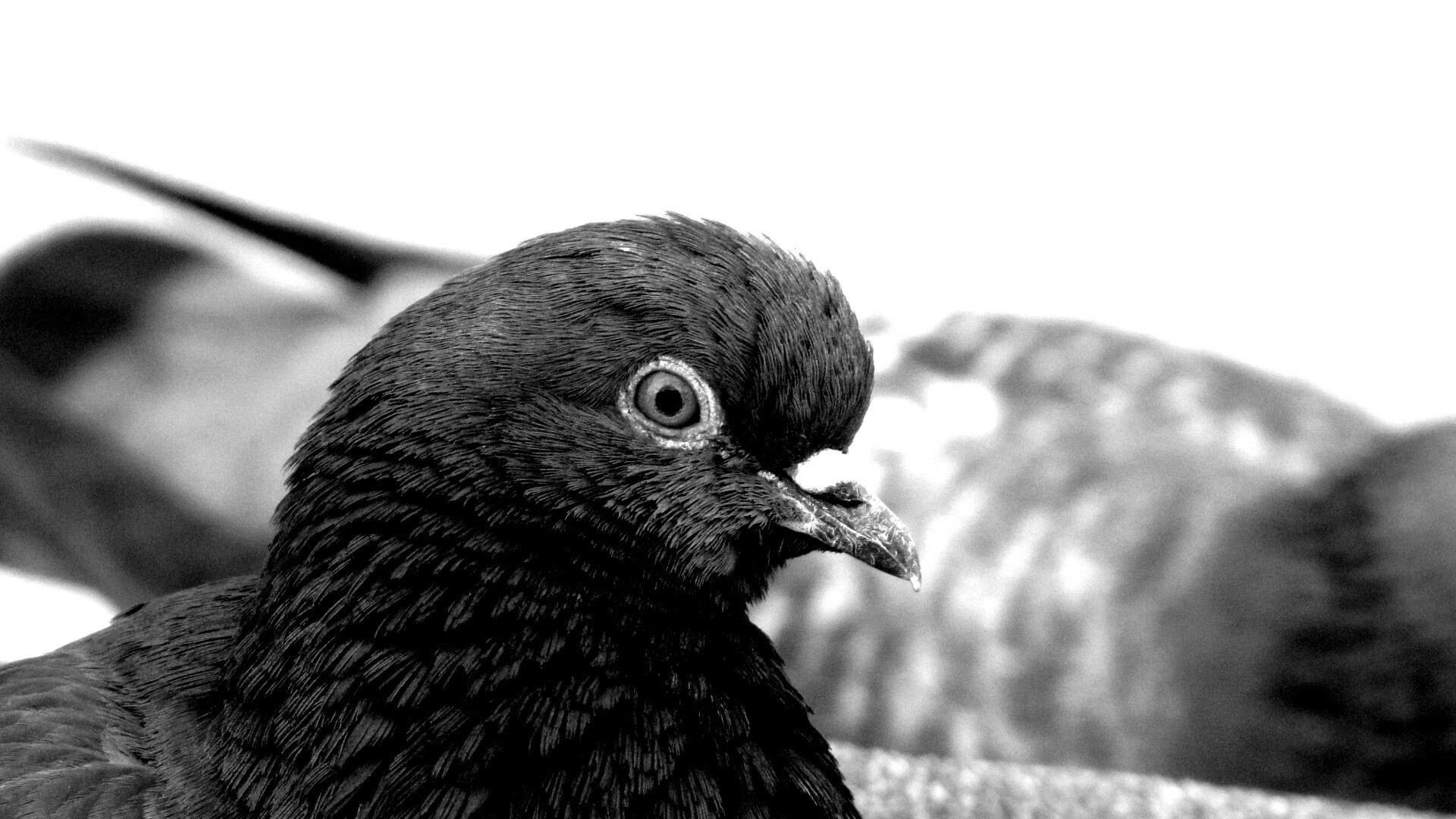 Смотрит в самую душу обои