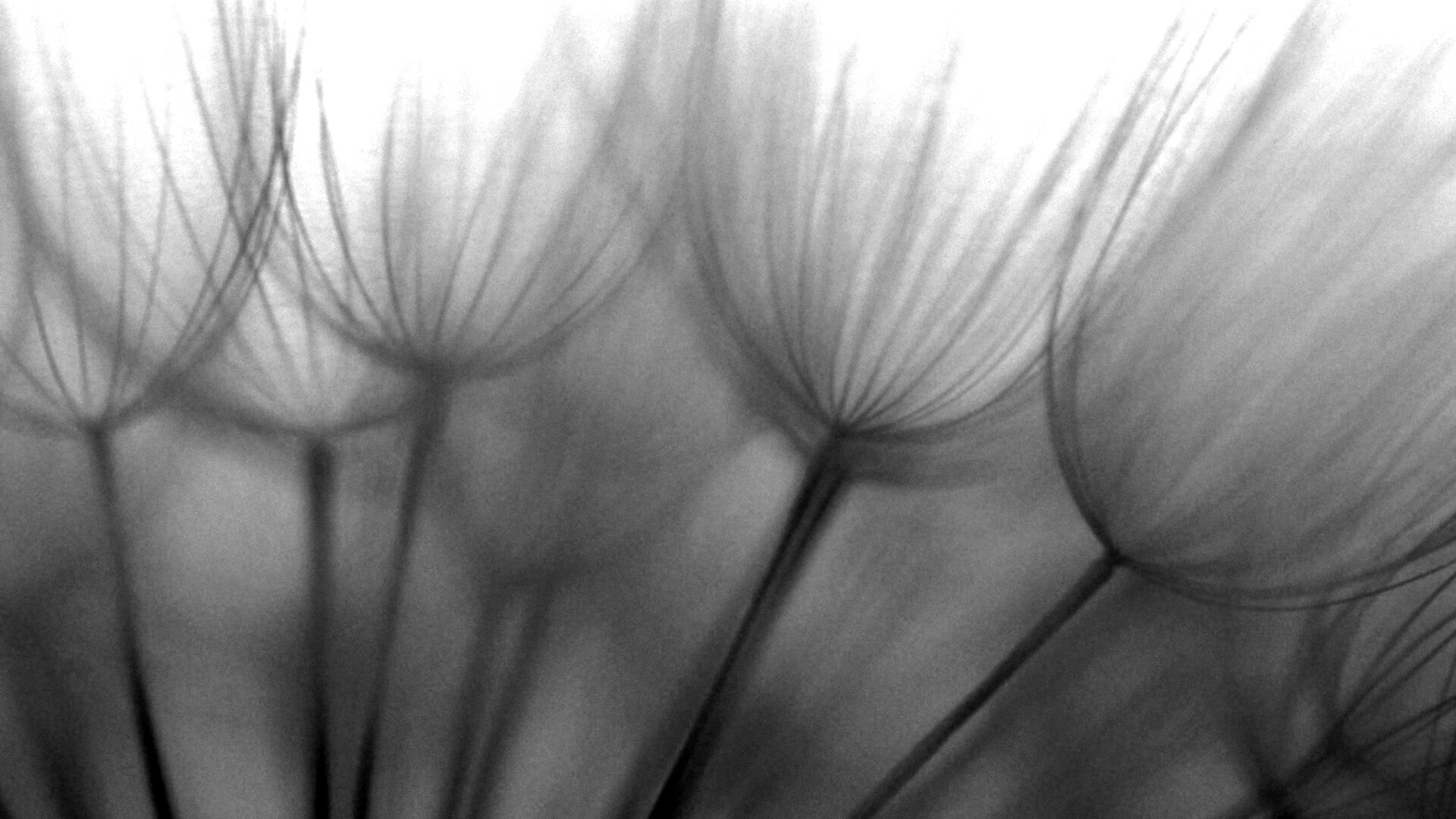 Рисунок одуванчика обои