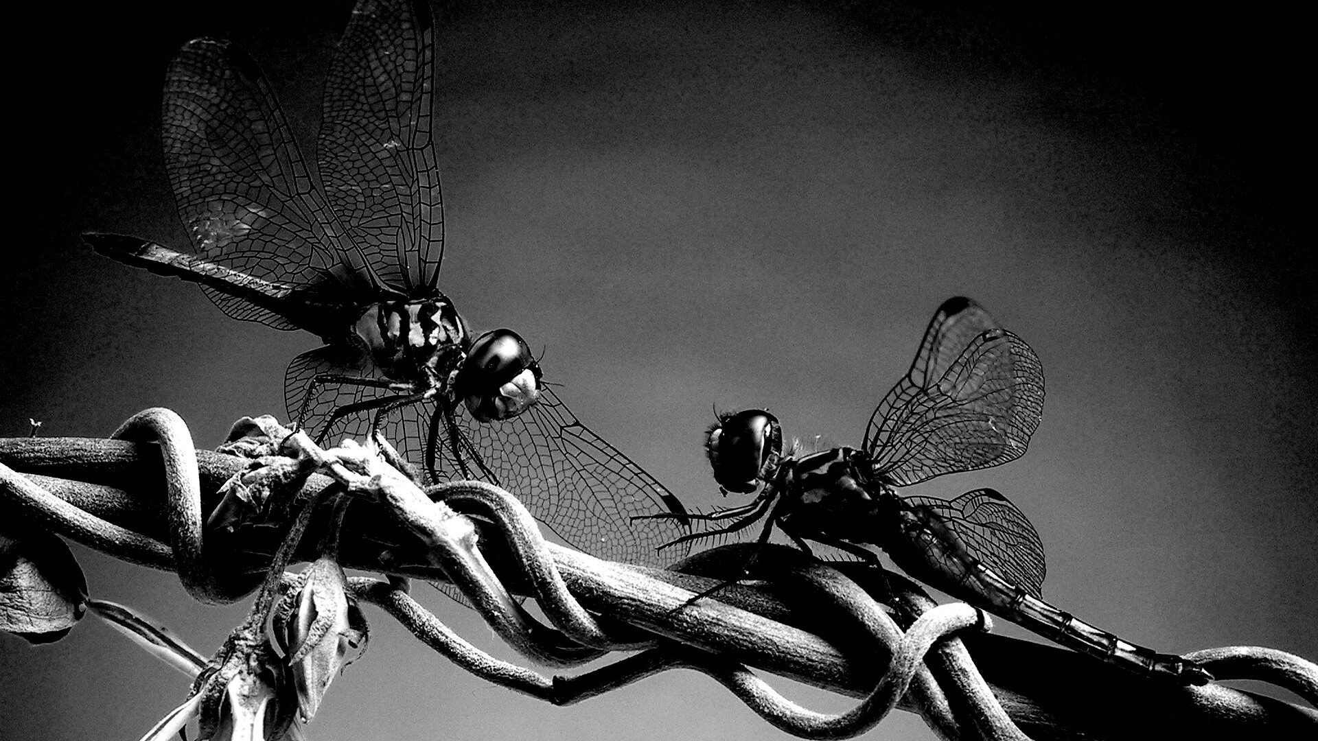 Две стрекозы обои