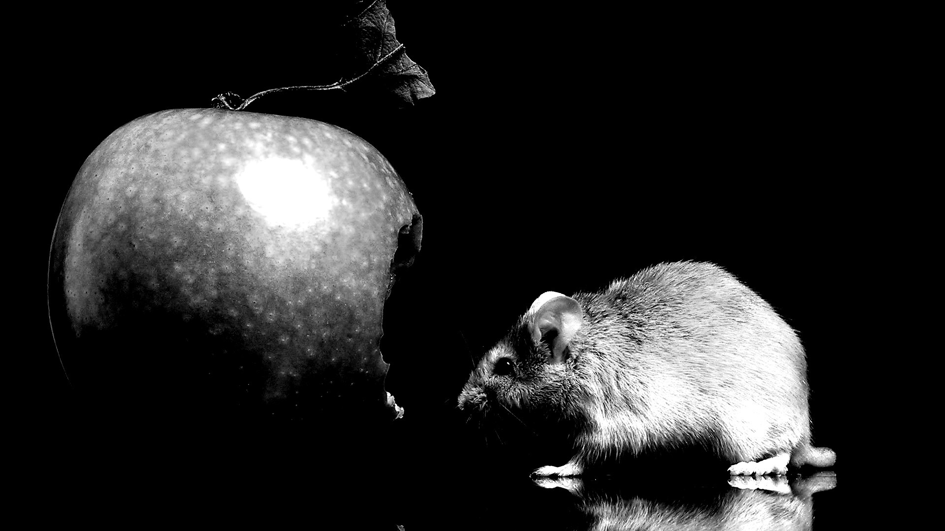 Мышь надкусила яблоко обои