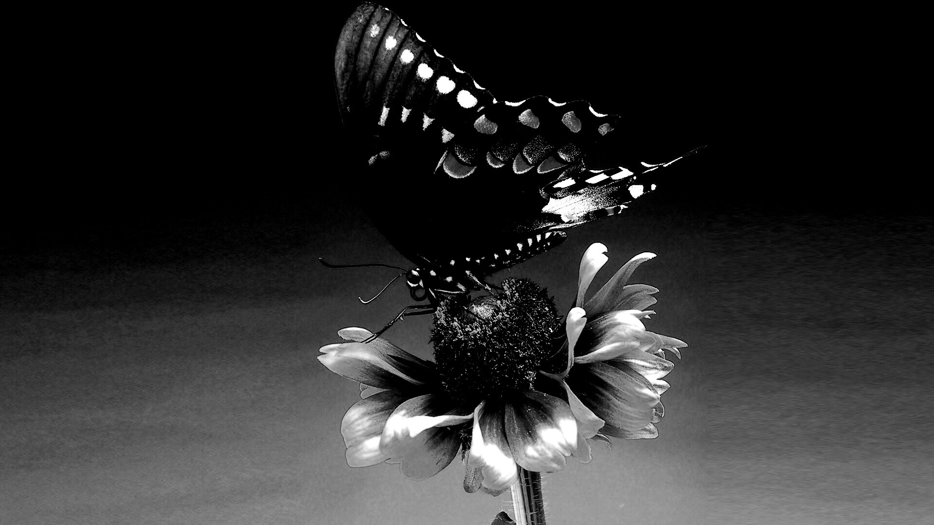 Бабочка на цветке обои