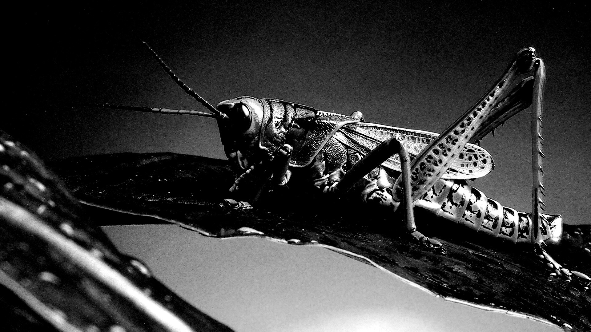 Сверчек на листе обои