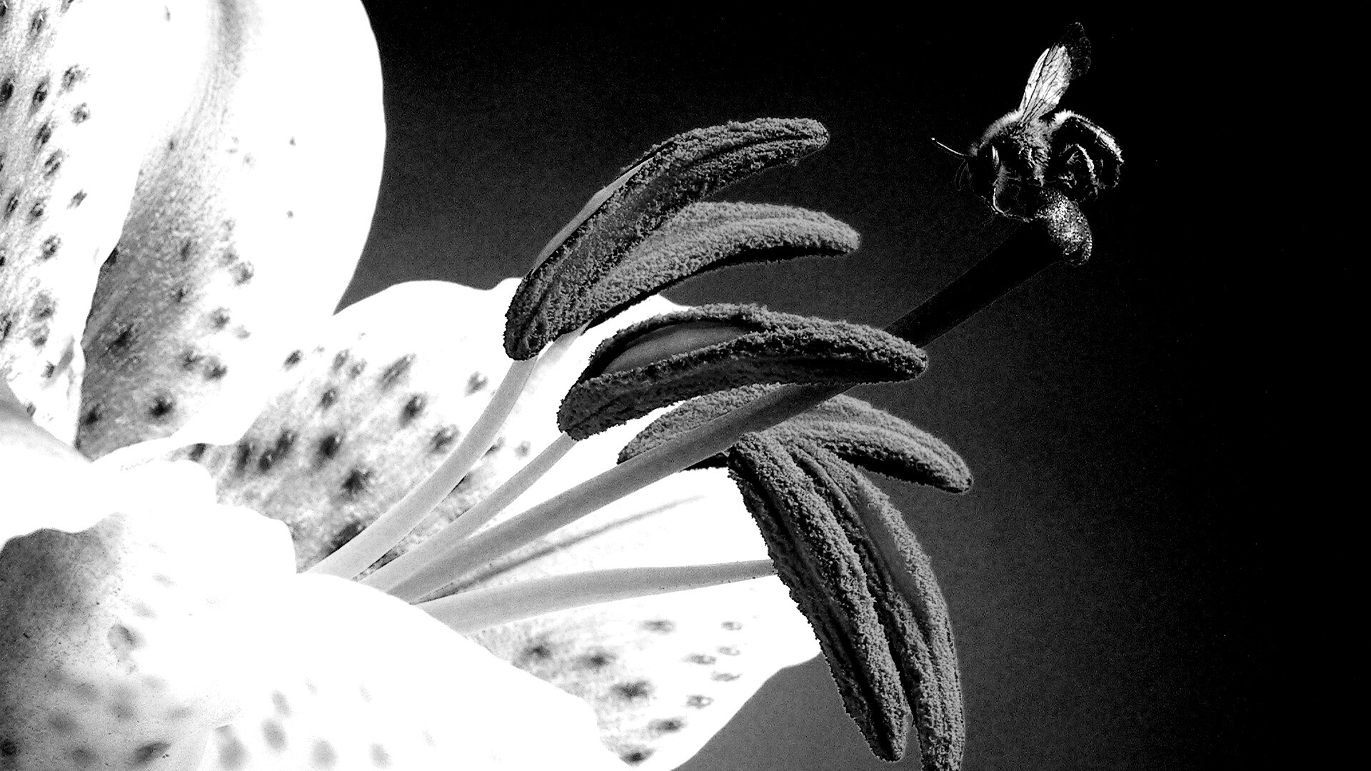 Трудолюбивая пчела на прекрасном цветке обои