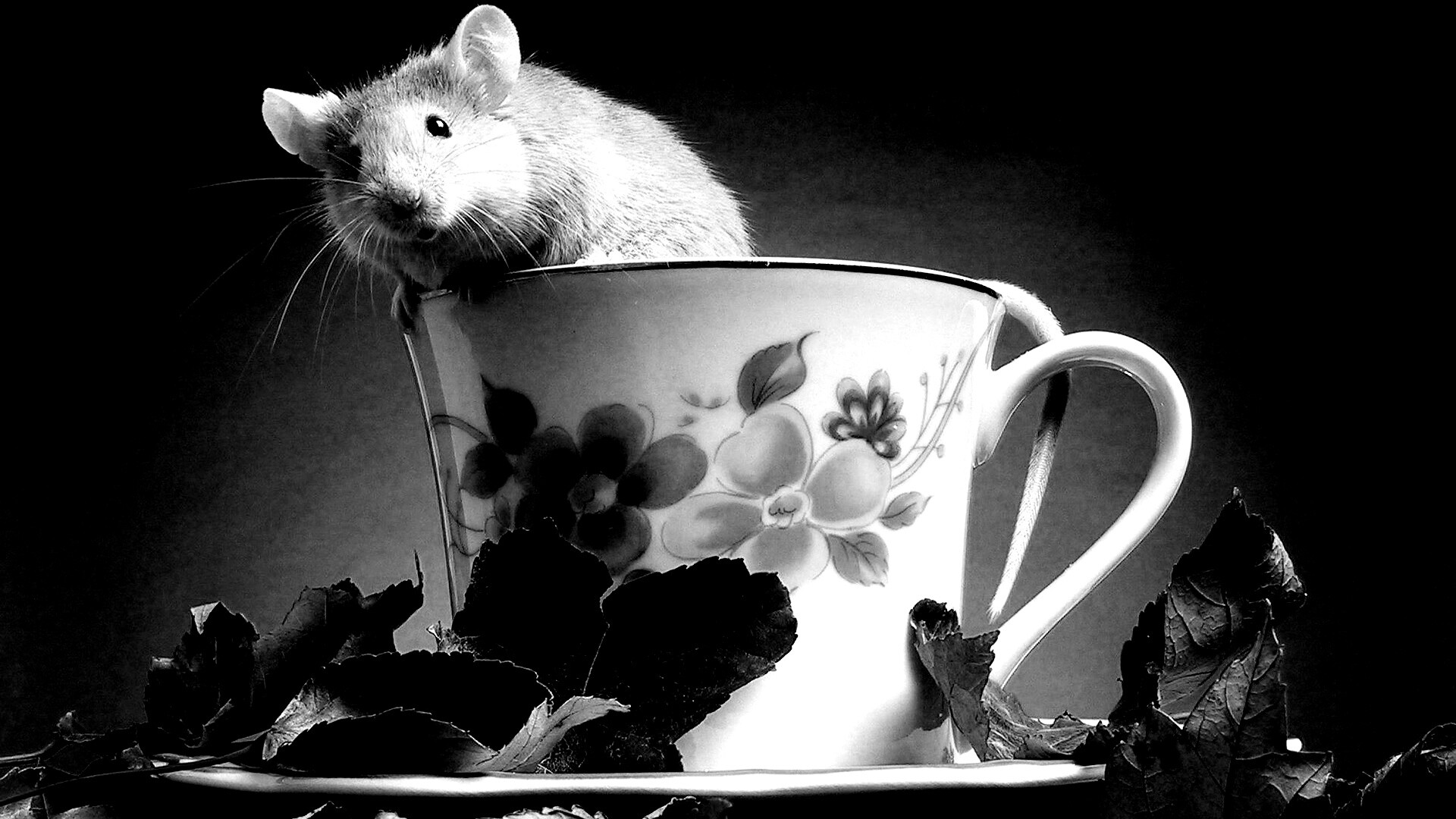 Мышонок выбирается из чашки обои