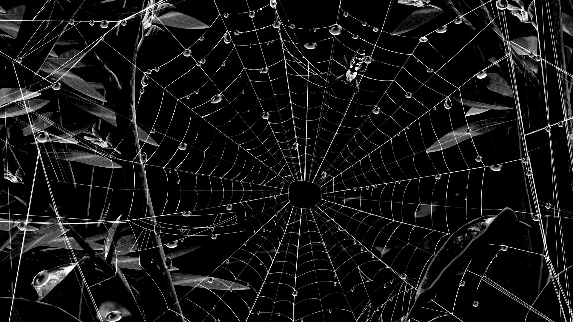 Паутина и паук обои