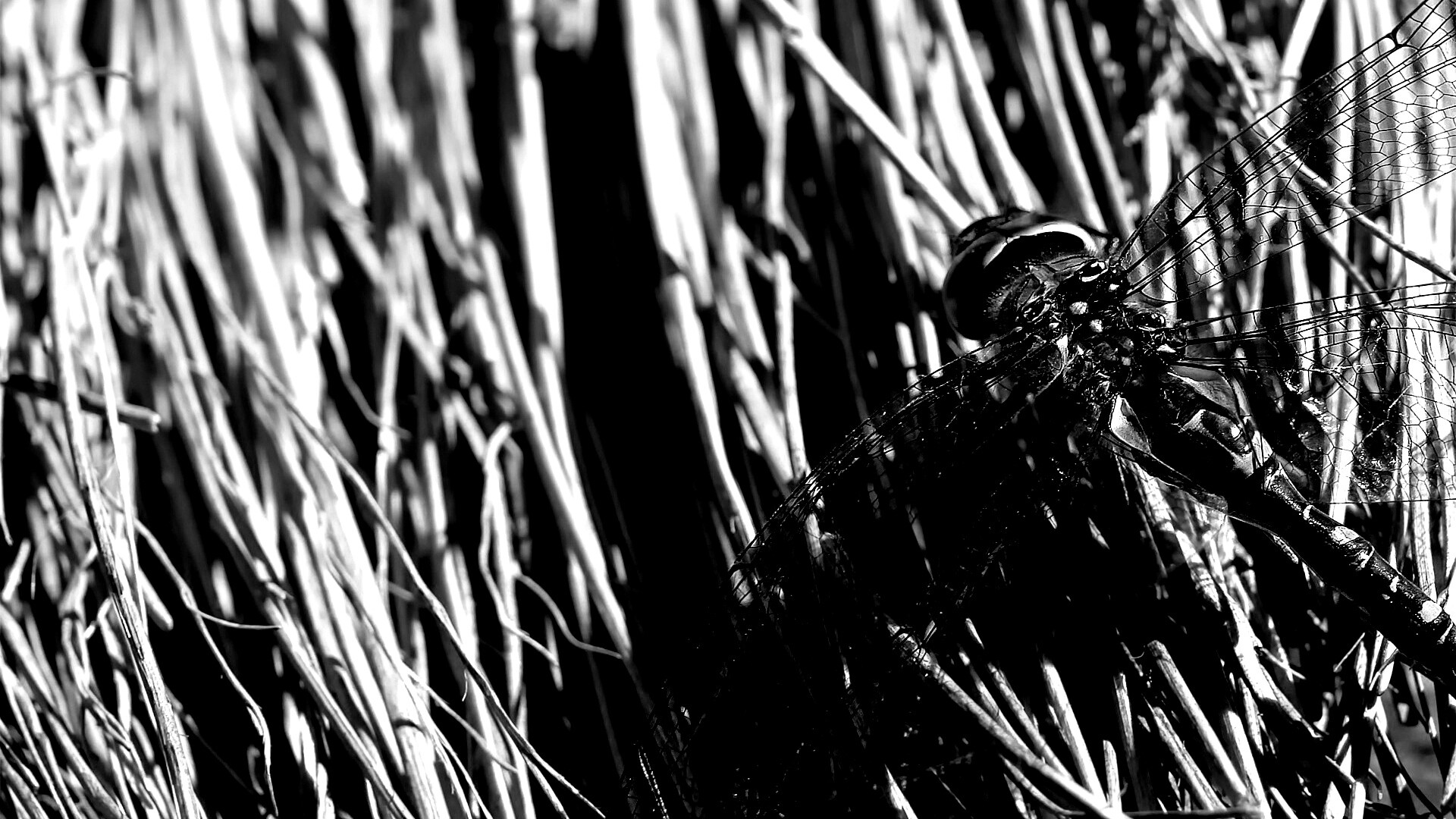 Стрекоза на сене обои