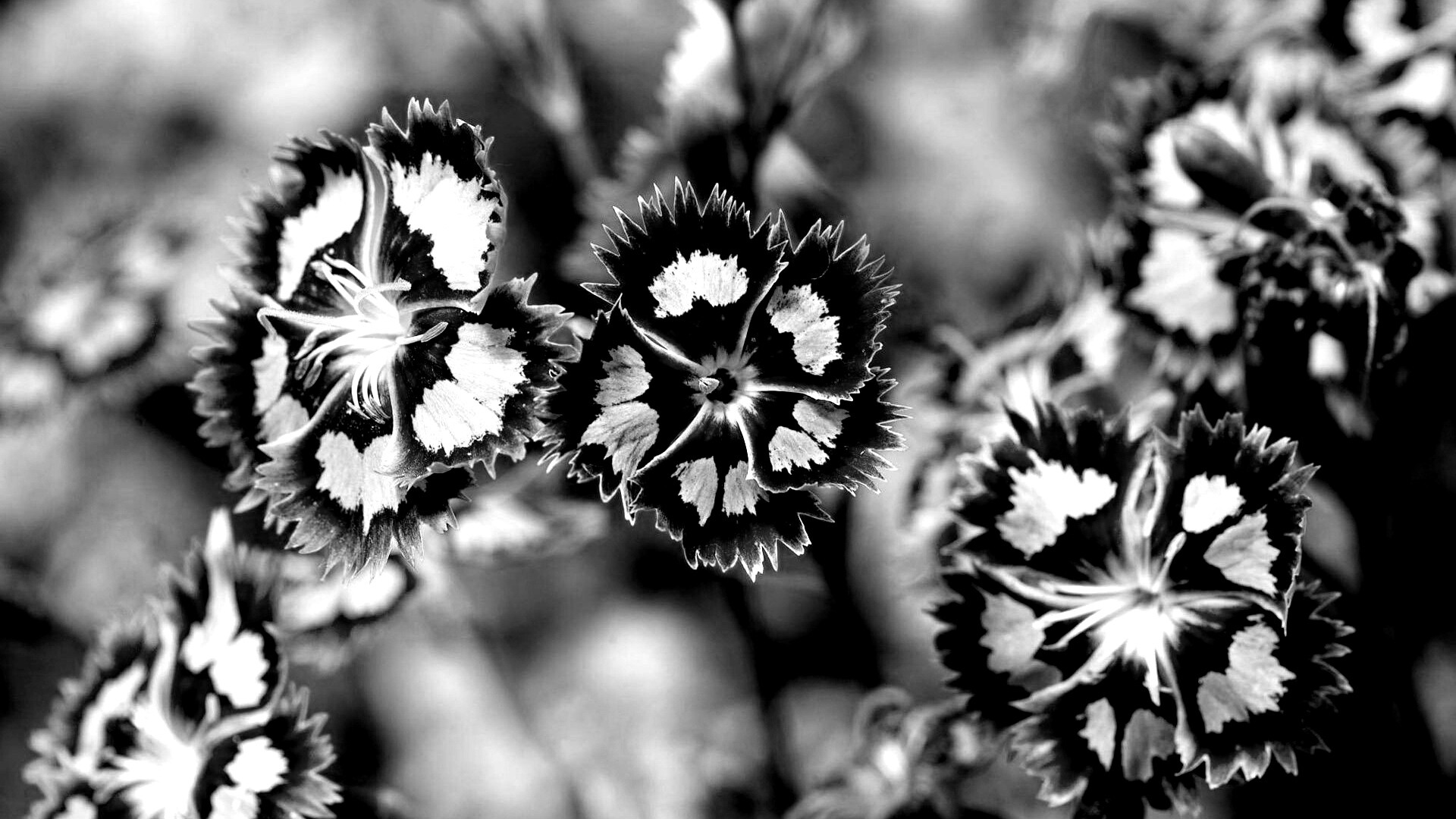 Неизвестные науке цветы обои