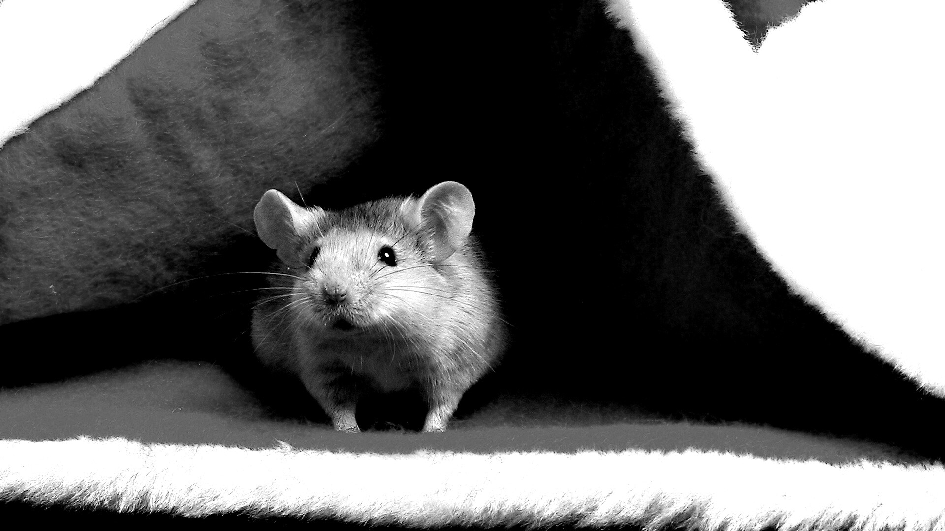 Толстый новогодний мышонок обои