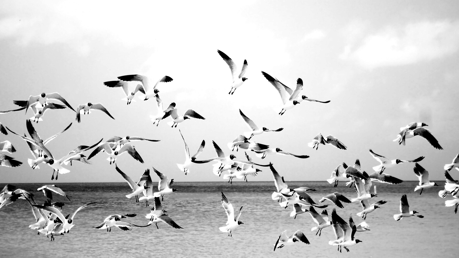 Стая взлетающих чаек обои