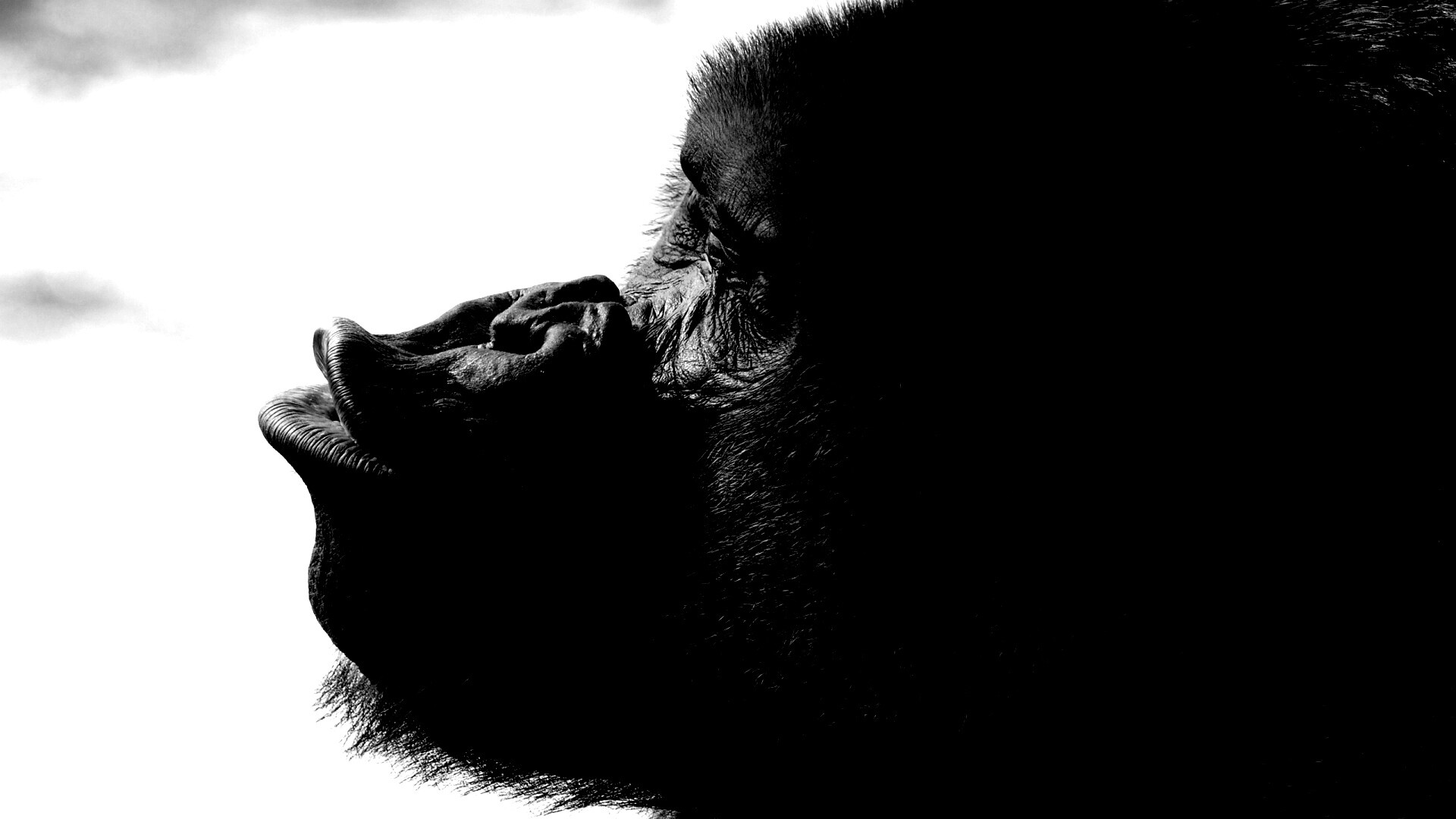 Горилла корчит рожи обои