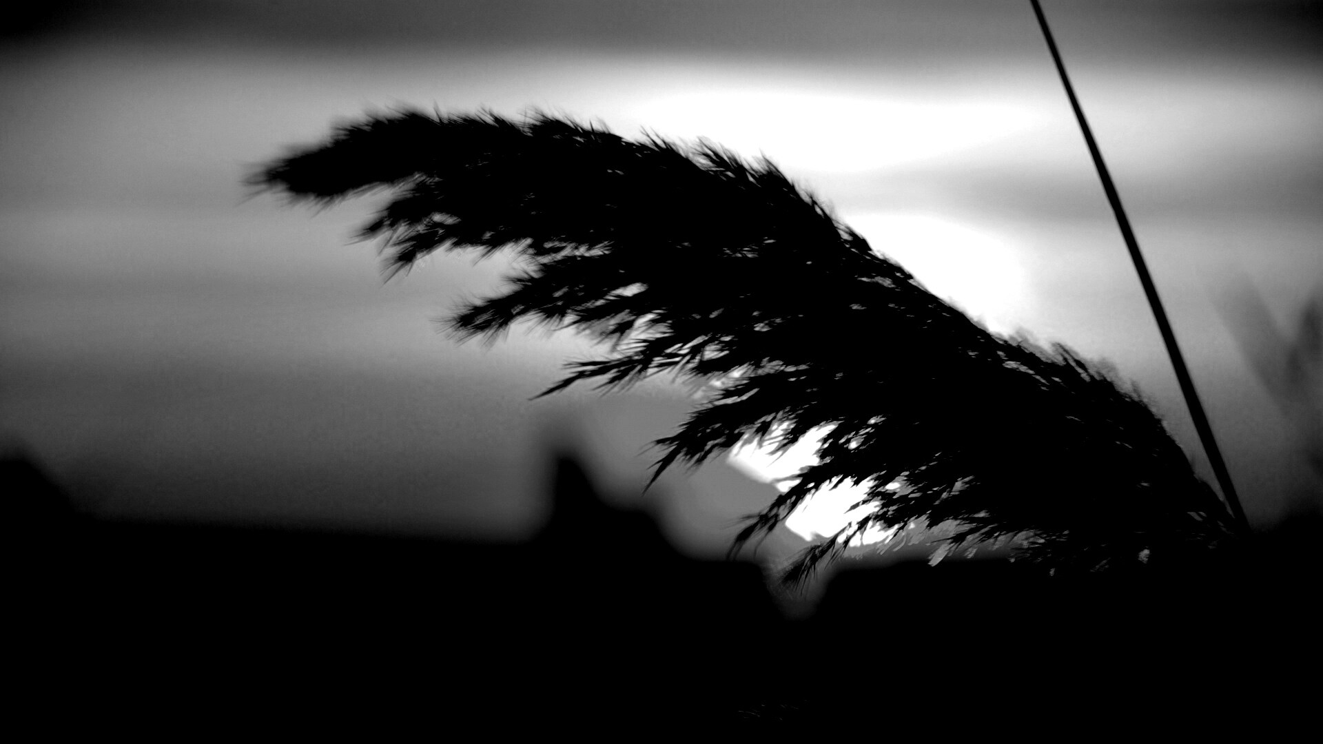 Камыш на закате обои