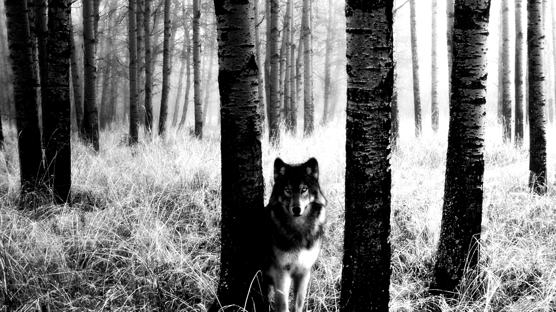 Волк в лесу обои