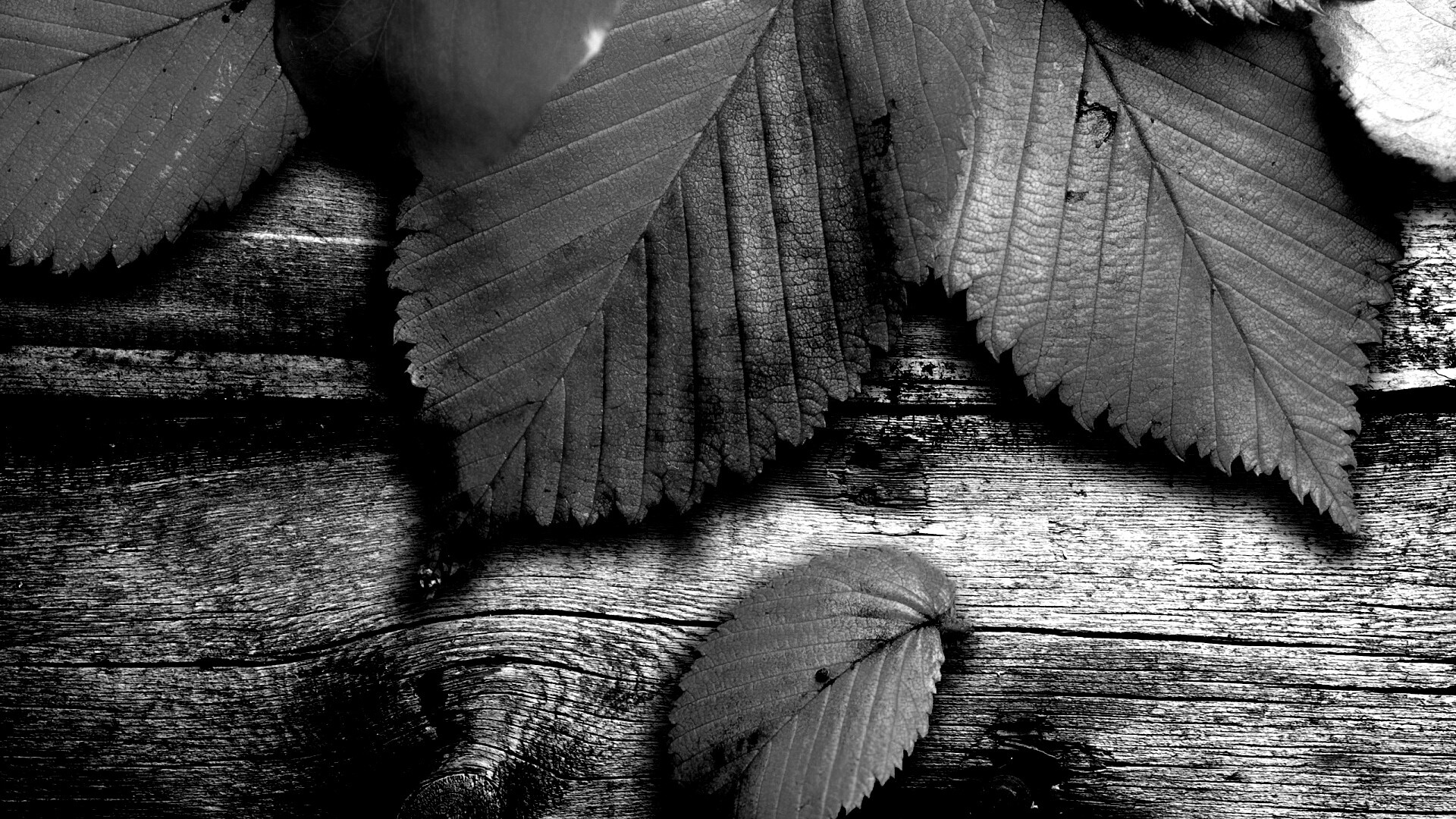 Красиво разложенные листья обои