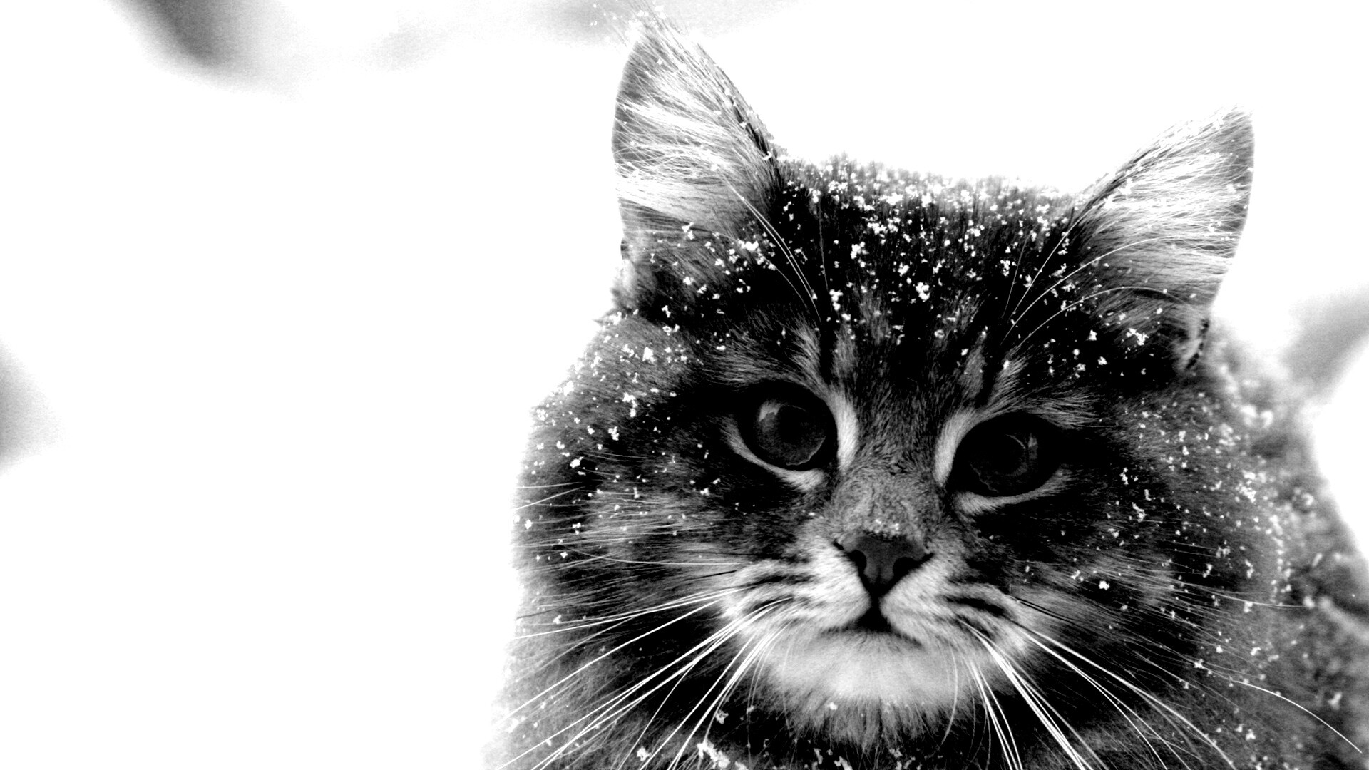 Кот в снегу обои