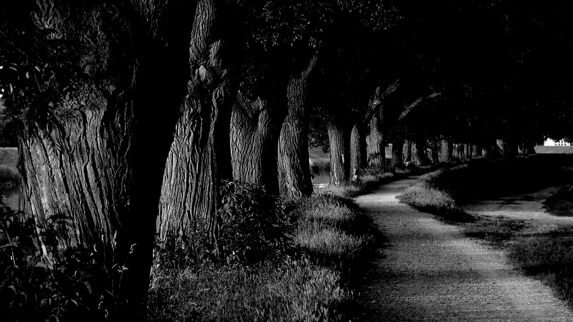 Аллея старых раскидистых деревьев обои