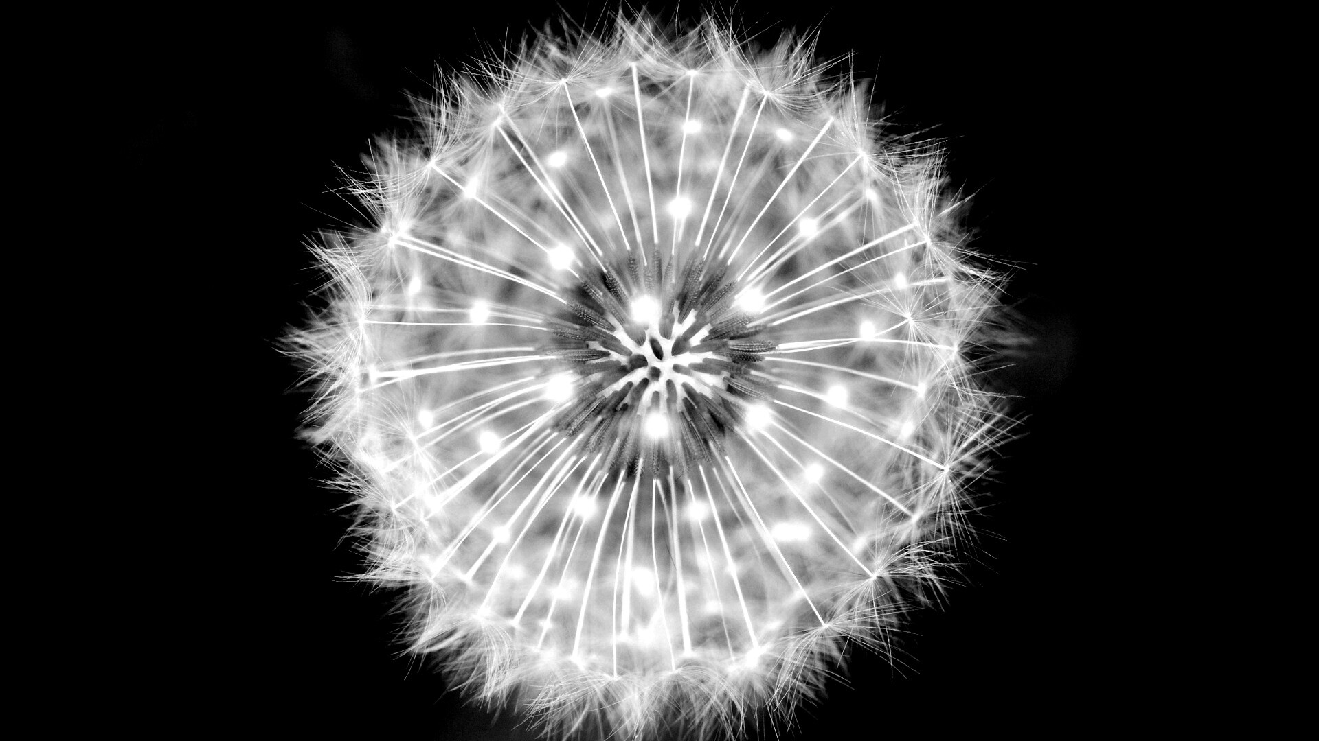 Макро фотография одуванчика обои