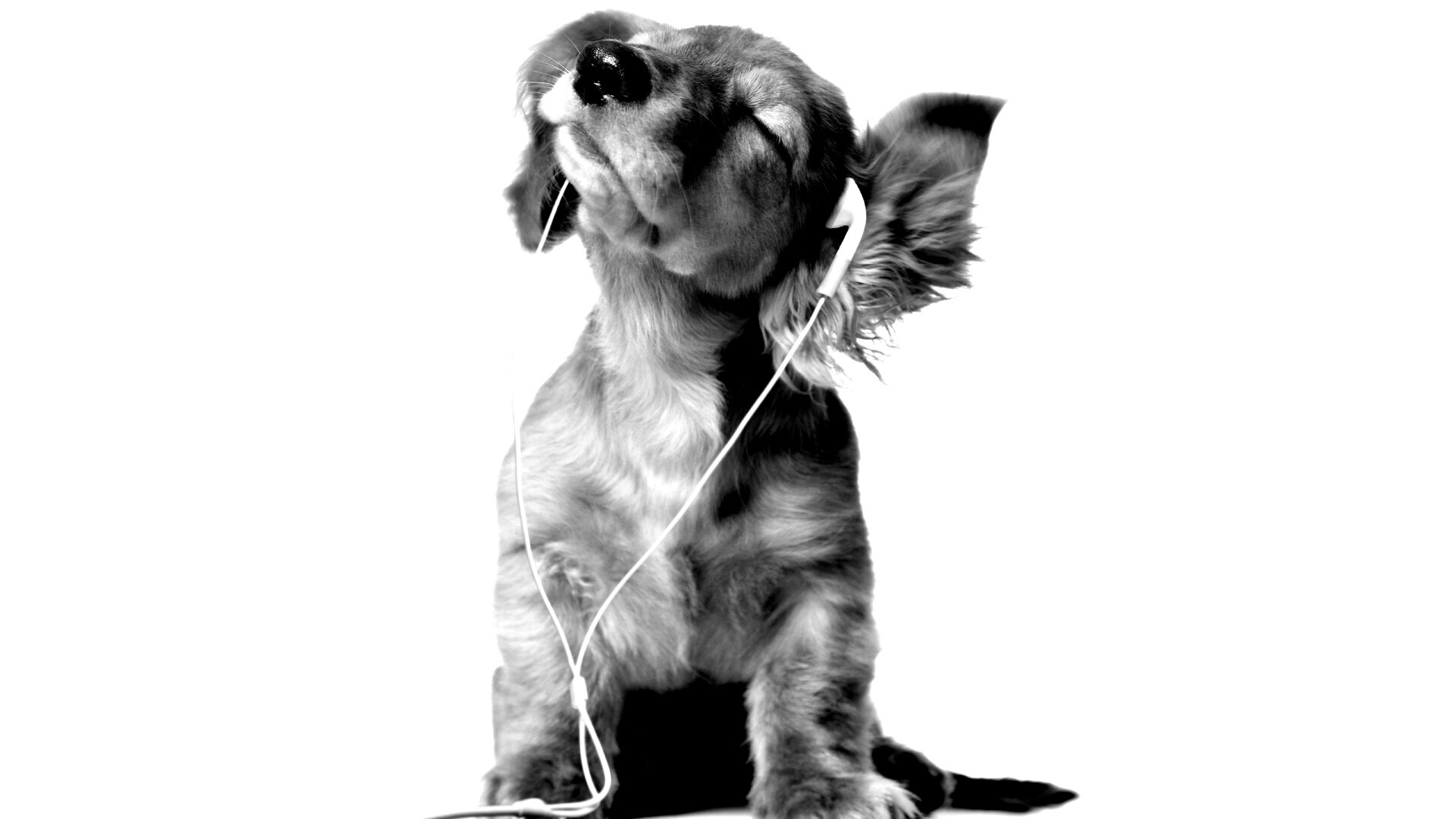 Щенок в наушниках обои