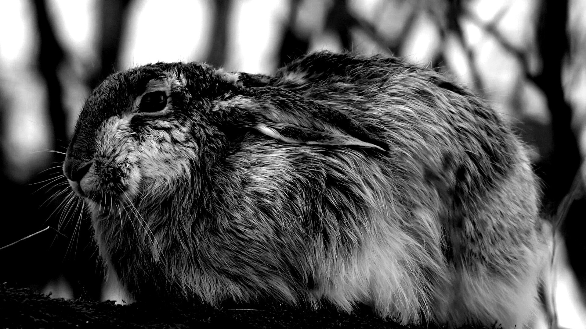 Нахохлившийся заяц-русак обои