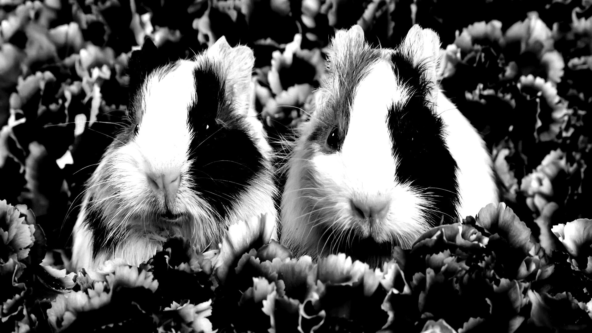 Морские свинки в гвоздиках обои