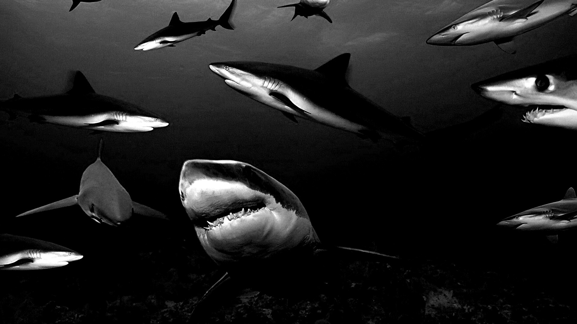 Стая акул обои