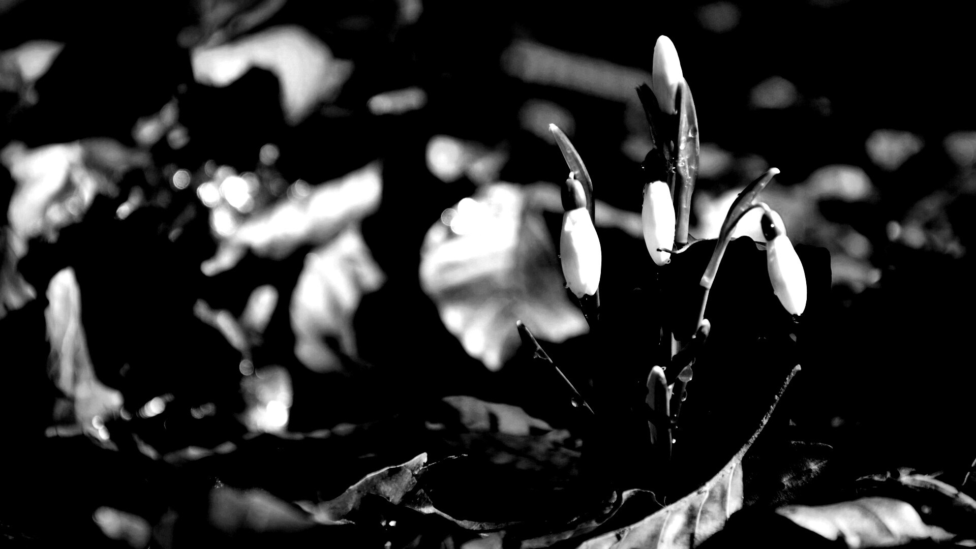 Первые весенние цветы обои