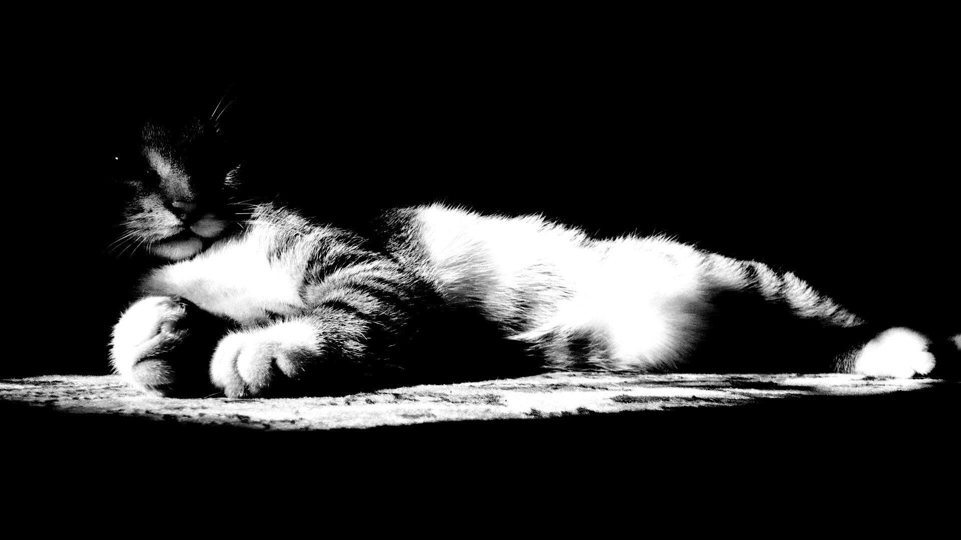 Котик в тени обои