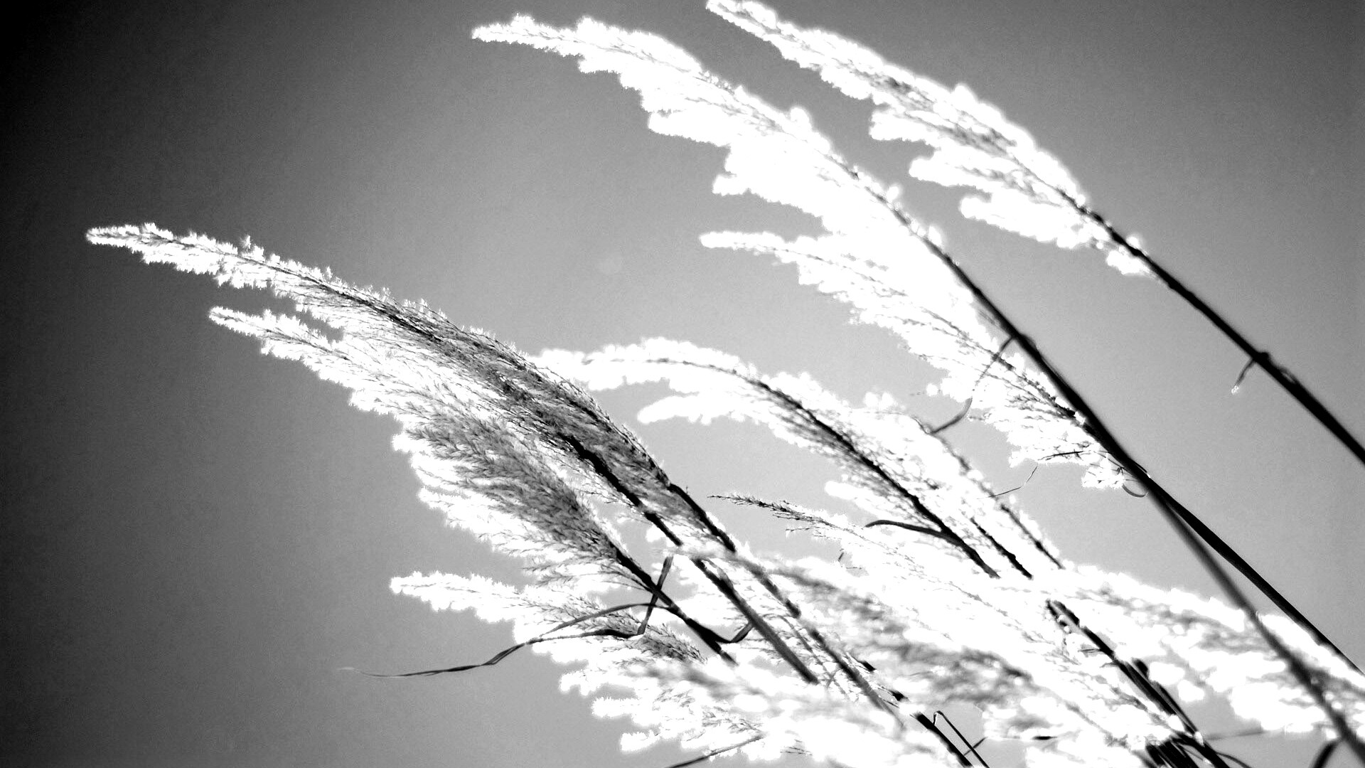 Солнце играет на степном ковыле обои