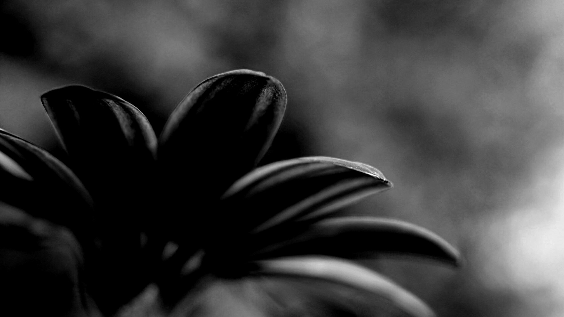 Макро фото цветка обои