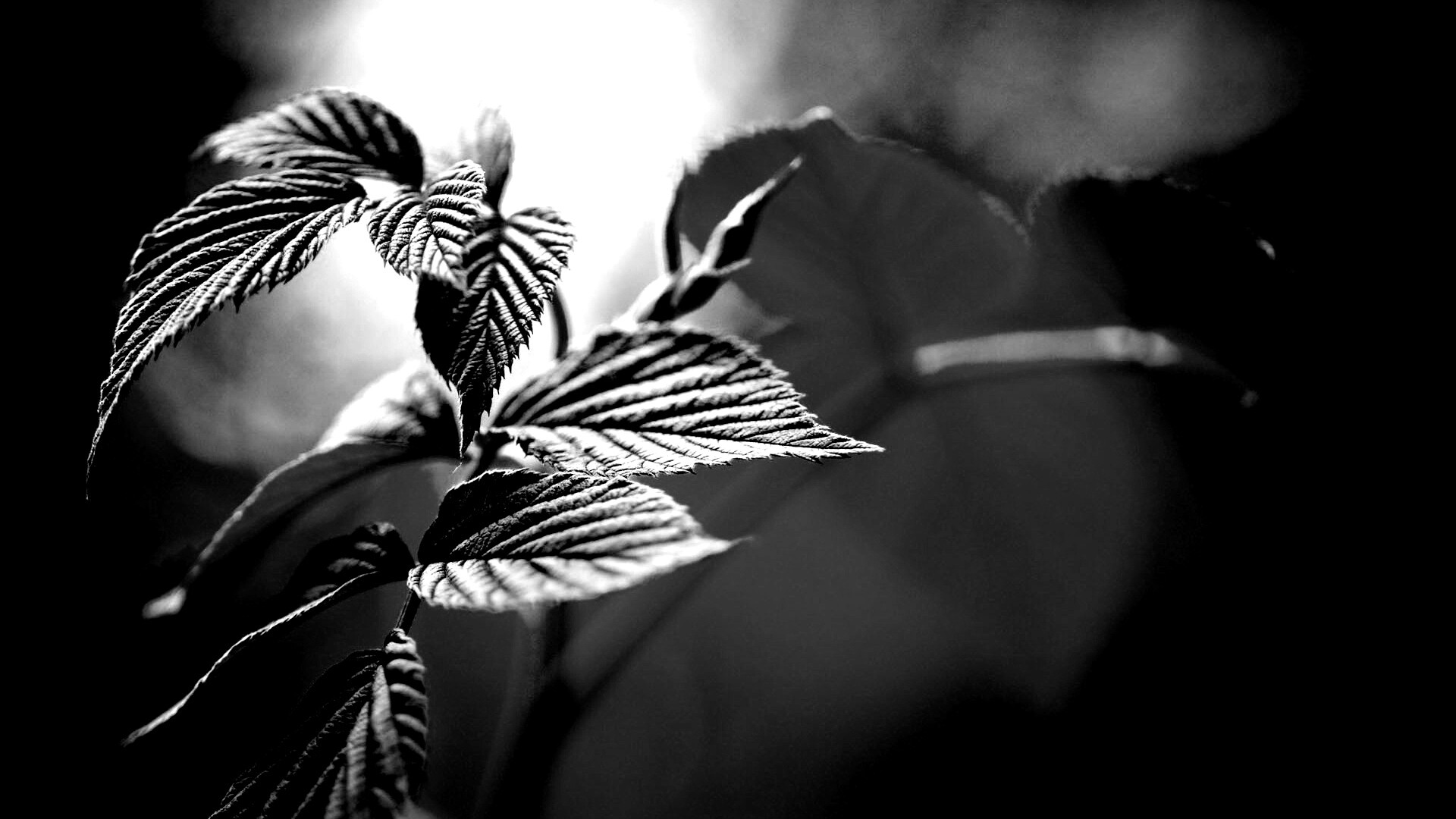 Листья малины обои