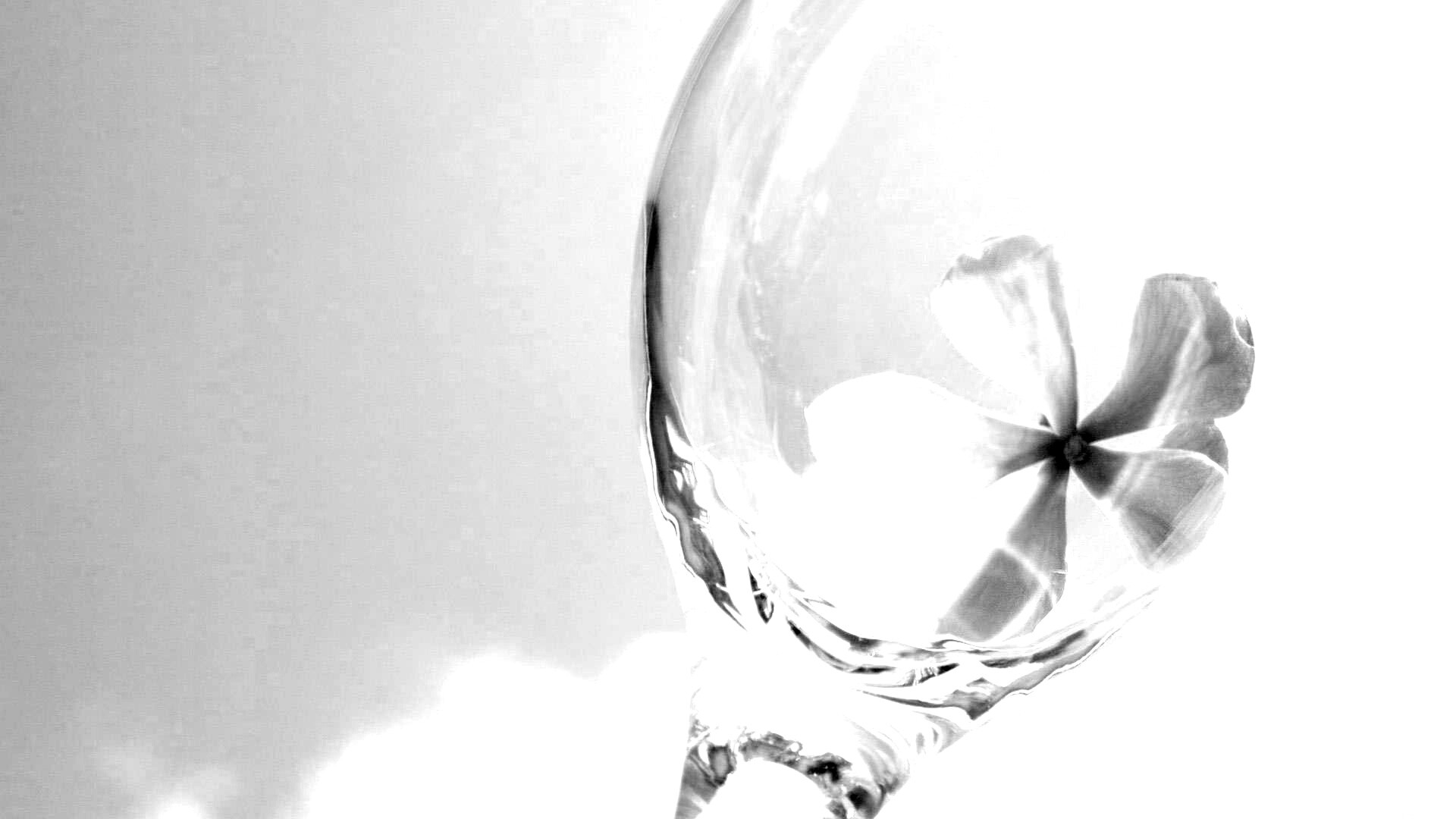 Нежный цветок в бокале на фоне голубого неба обои