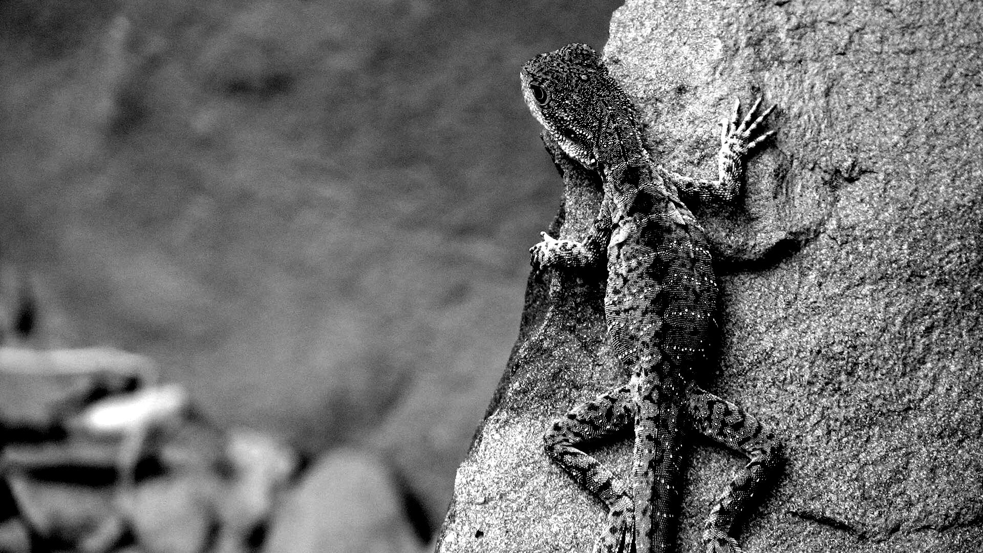 Ящерица на камне обои
