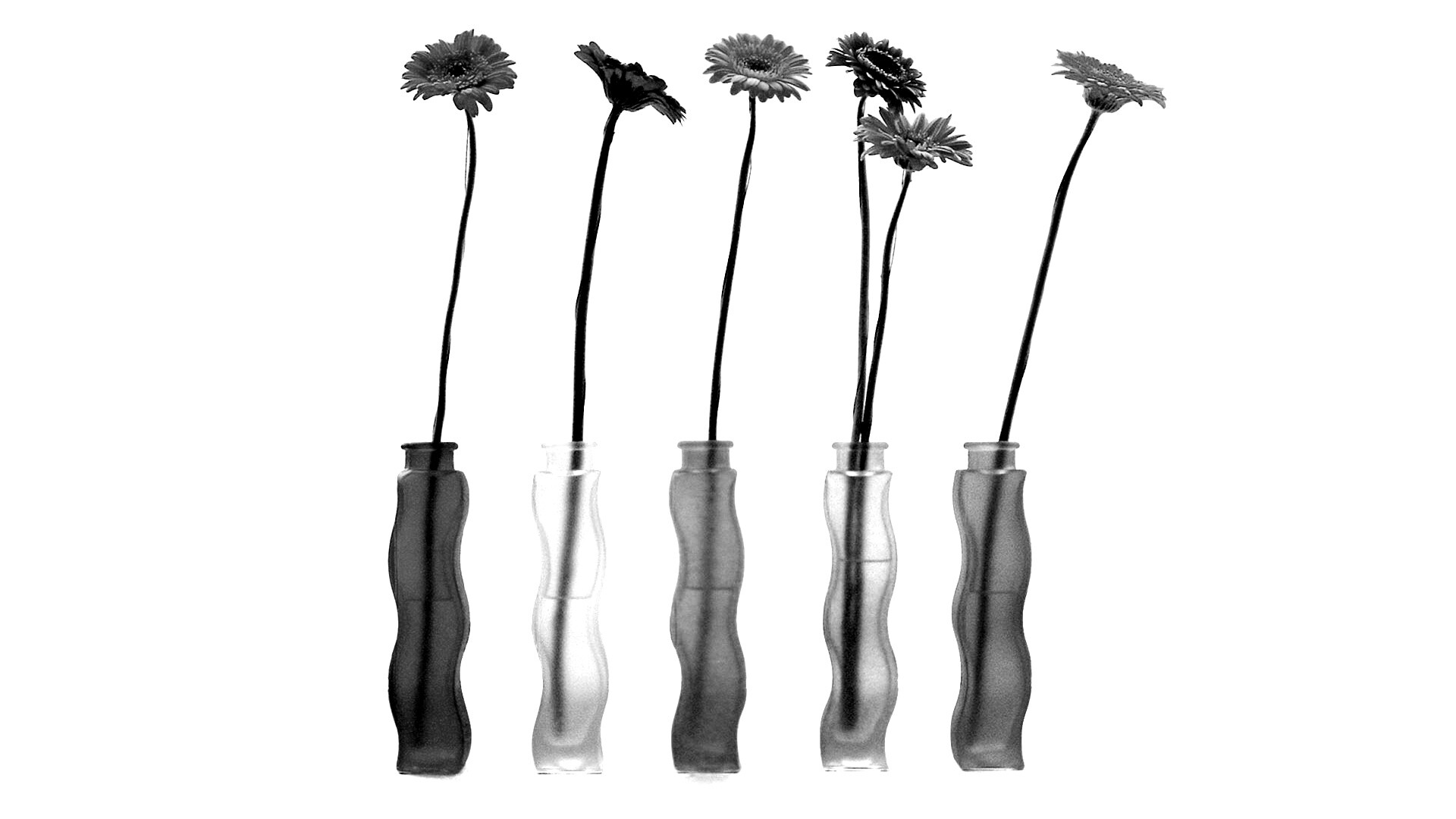 Герберы в изогнутых вазах обои