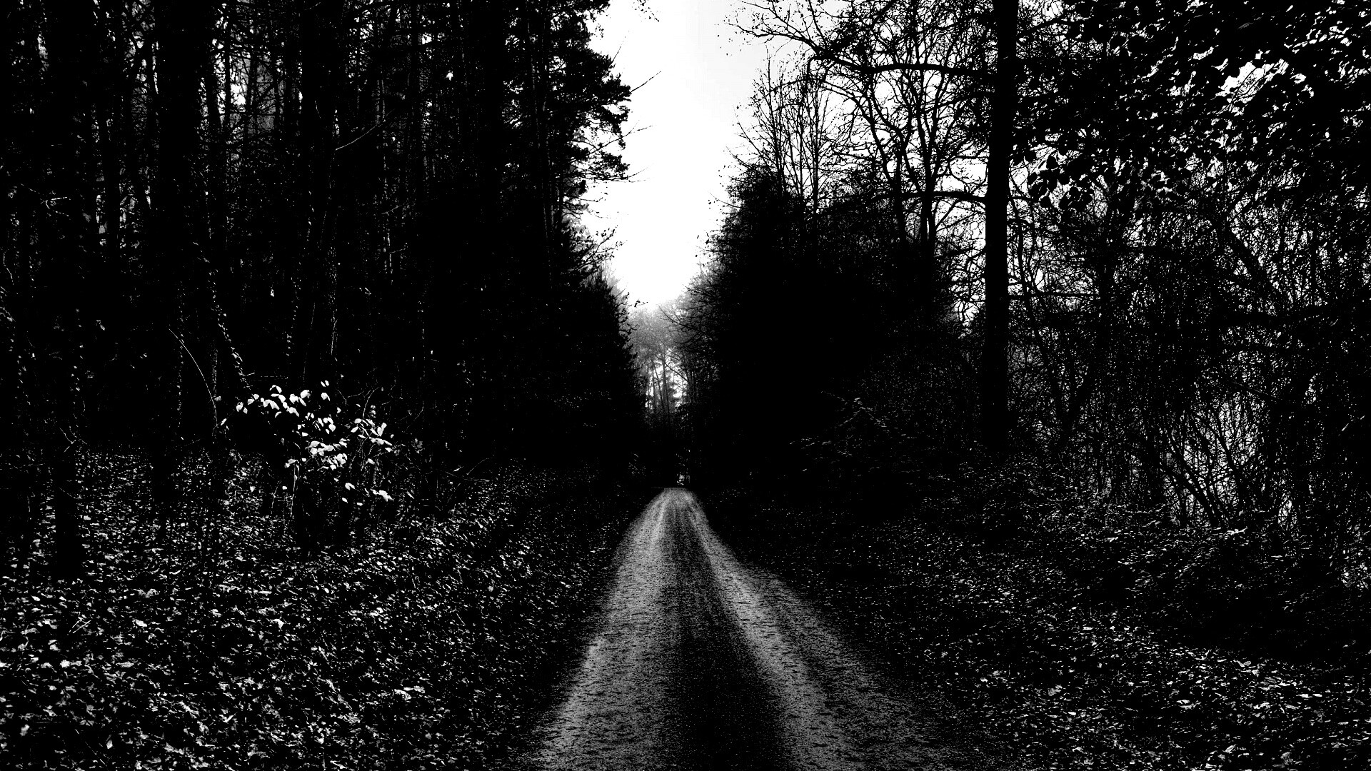 Дорога через лес обои