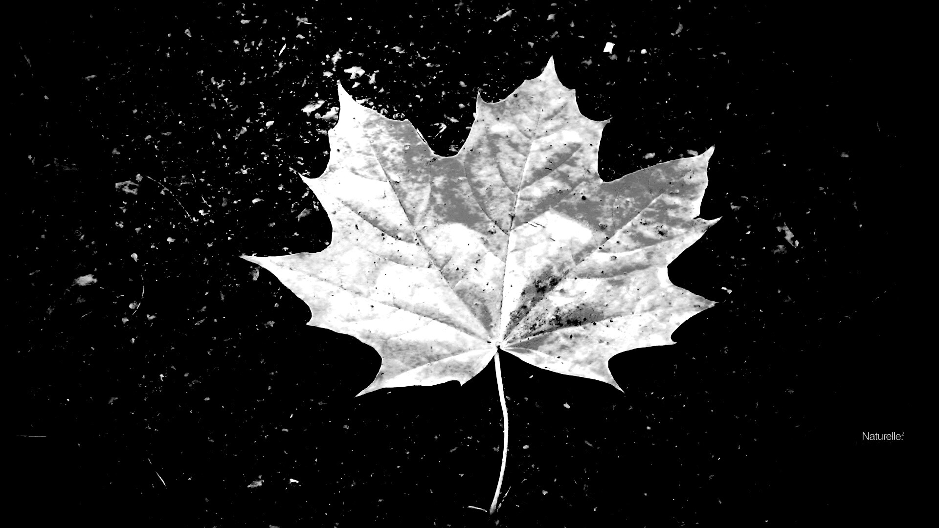 Желтый лист обои