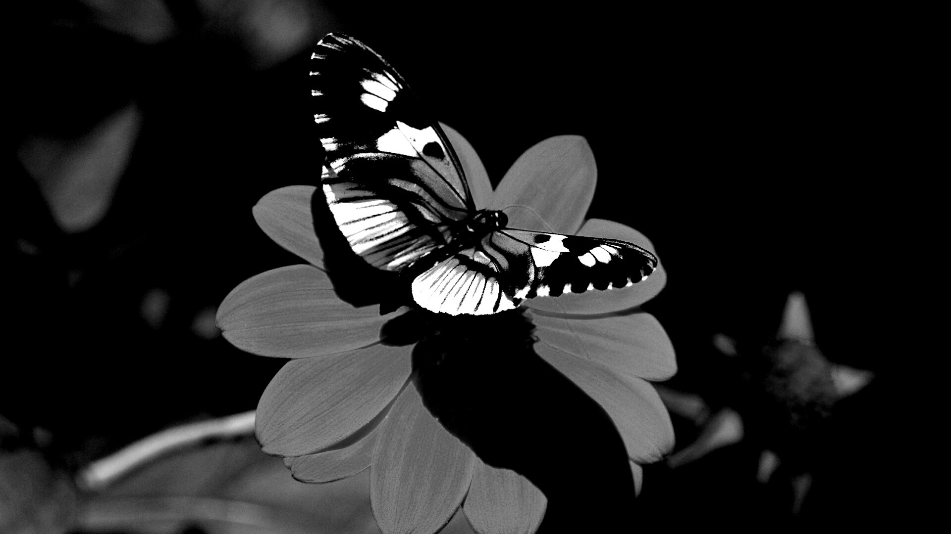 Бабочка на цветке обои