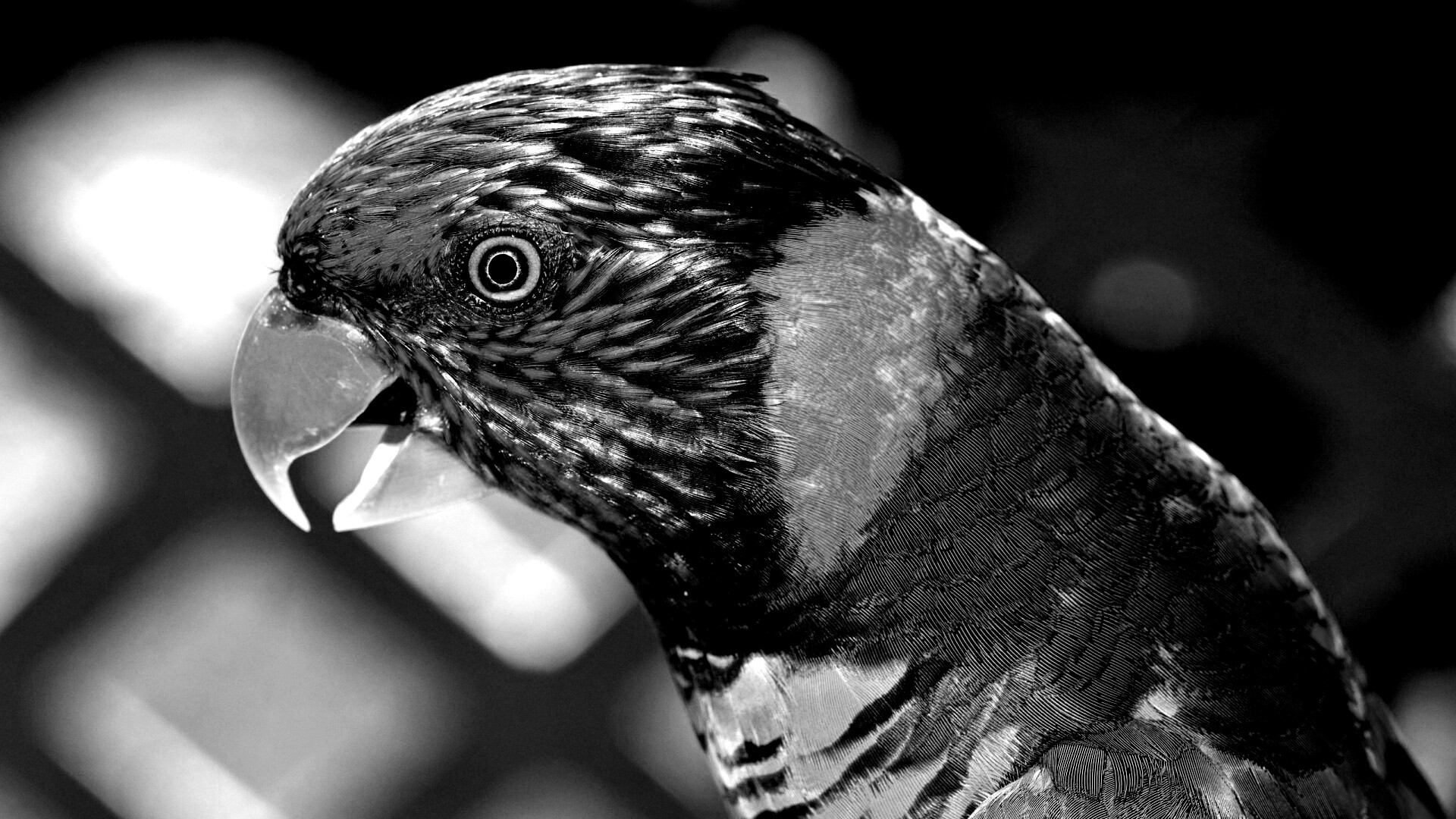 Красноглазйы попугай обои