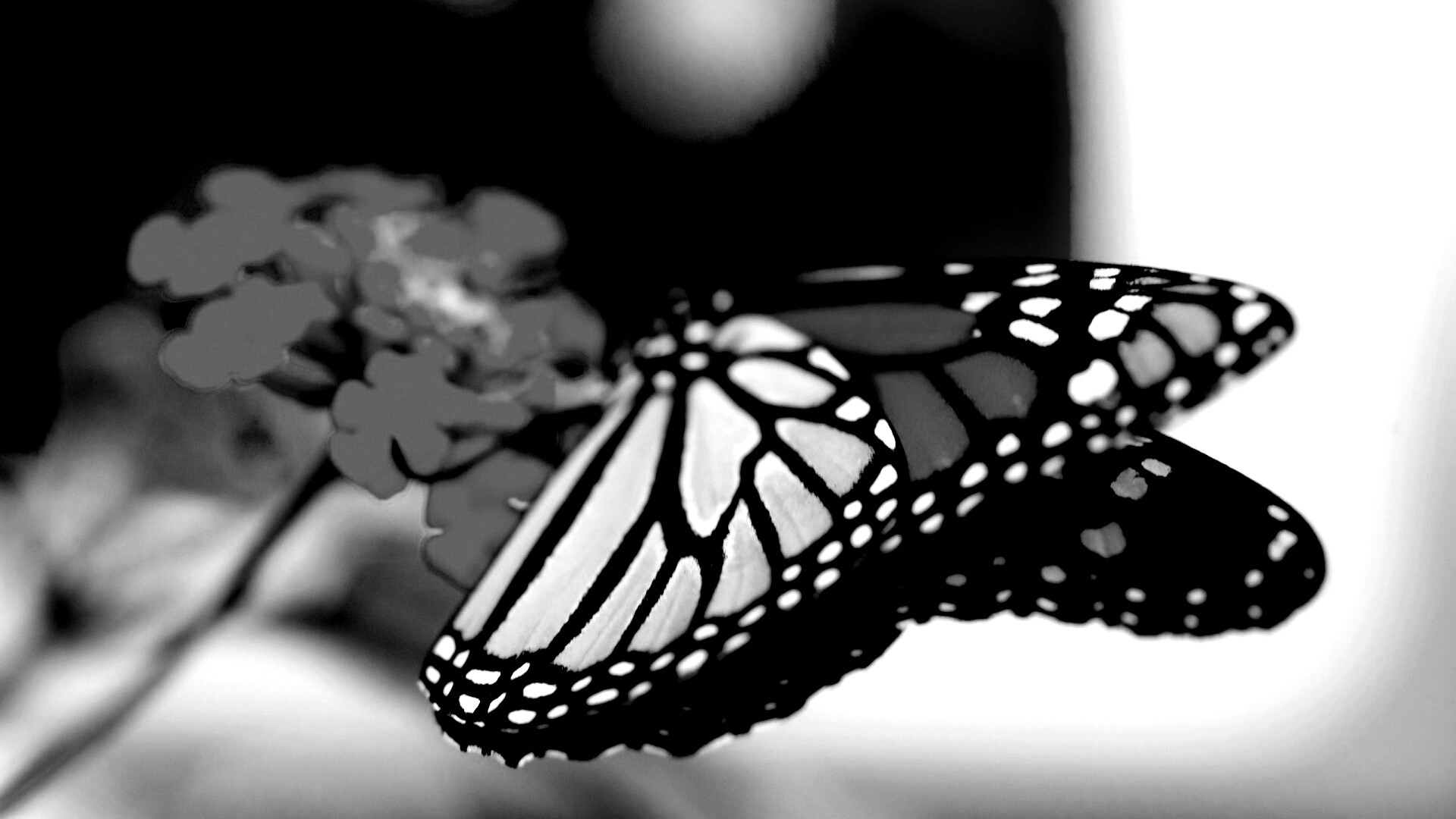 Бабочка на цветке в макро обои