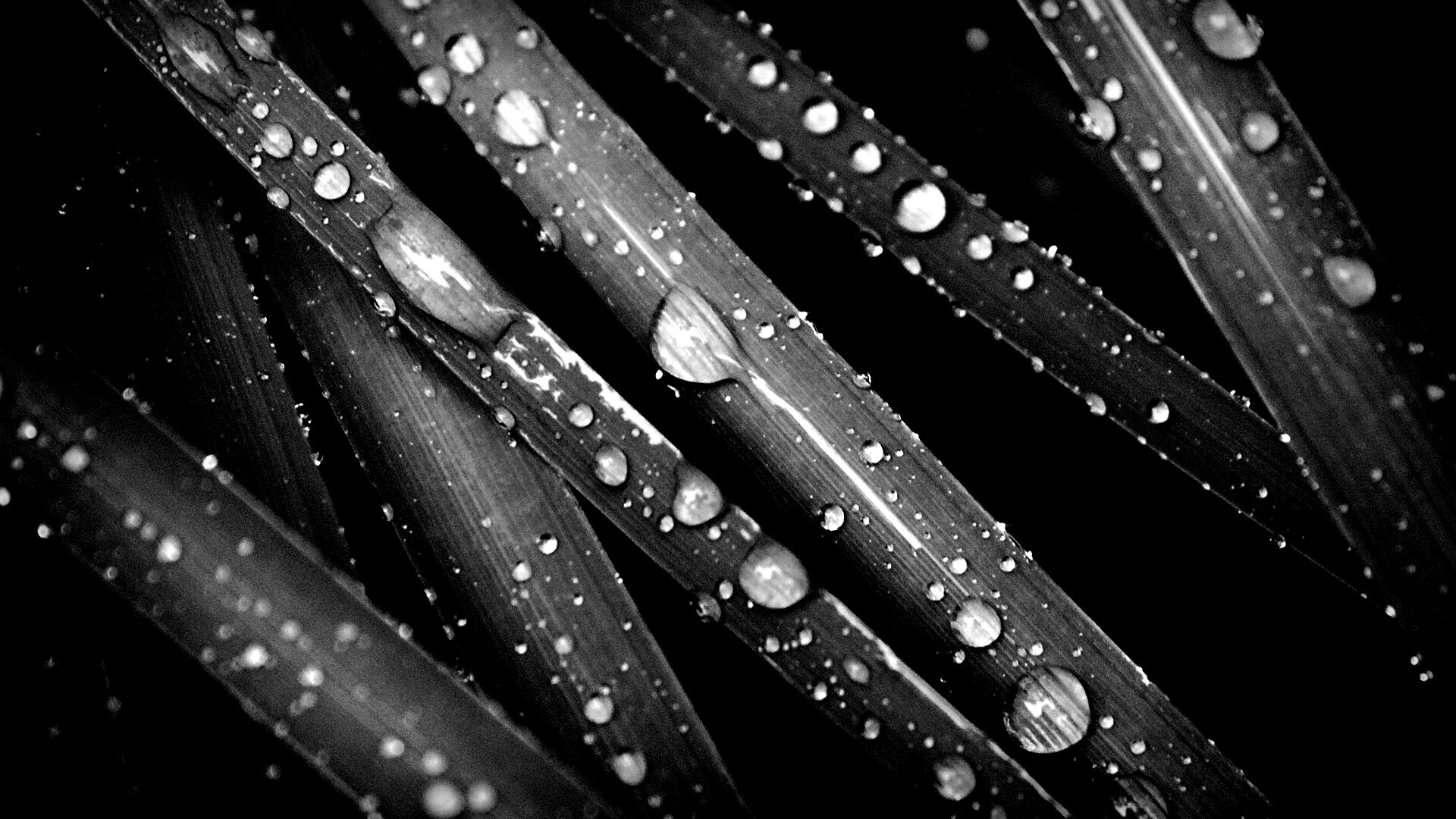 Капли на траве обои