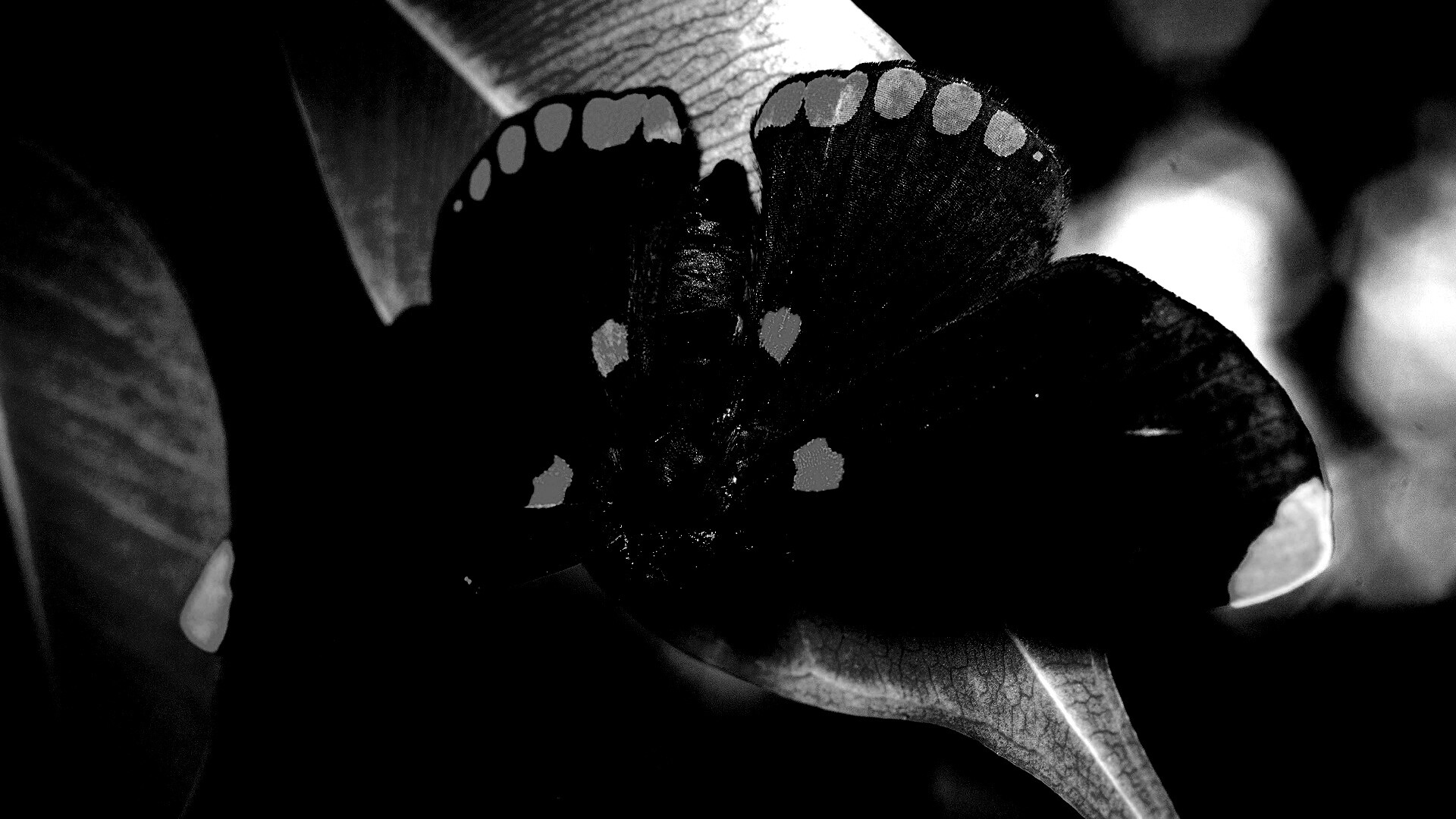 Бабочка на листе обои