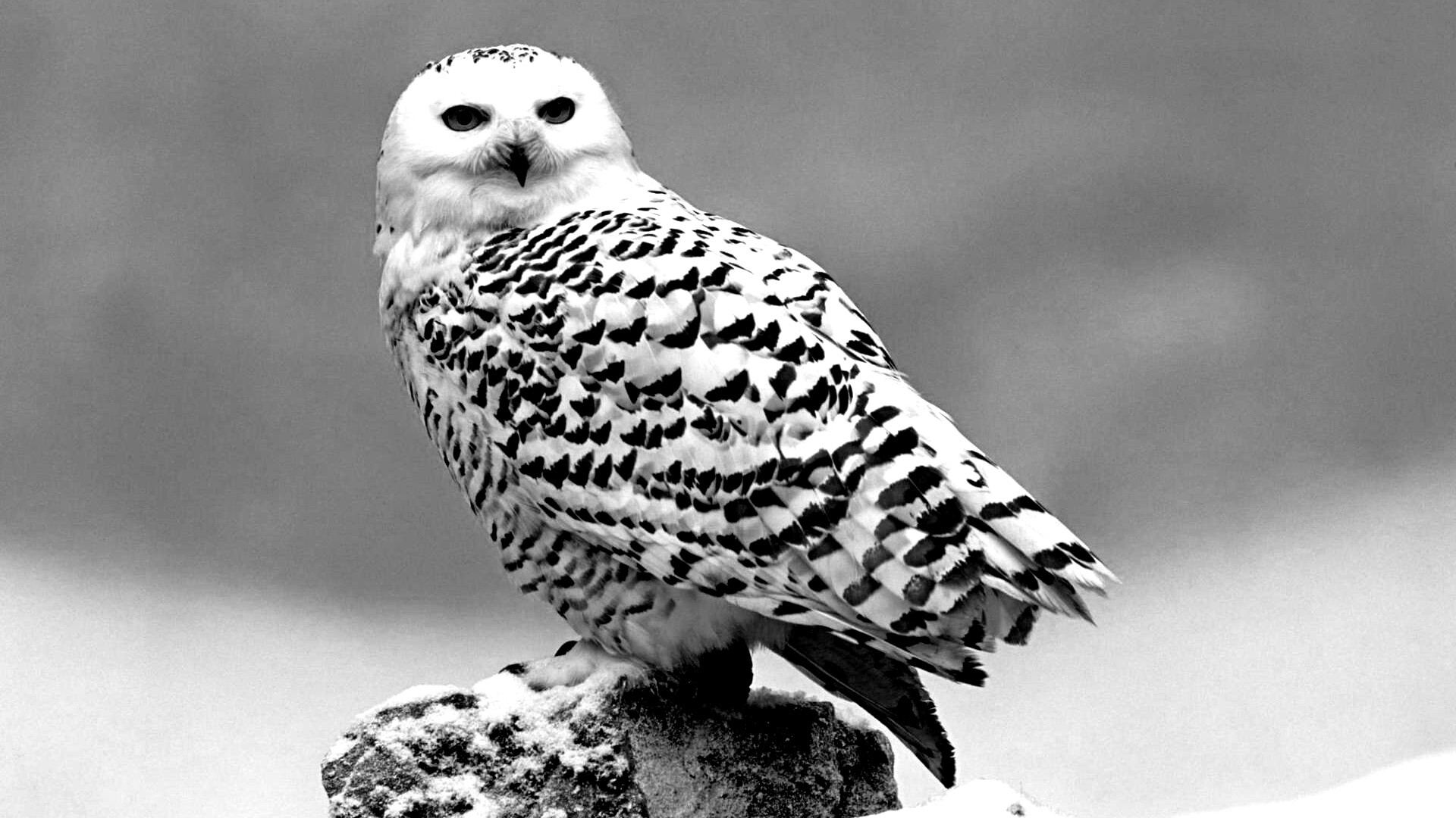 Полярная сова обои
