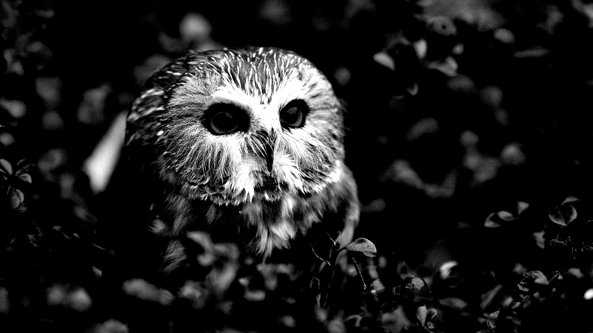 Маленькая сова в ягодах обои