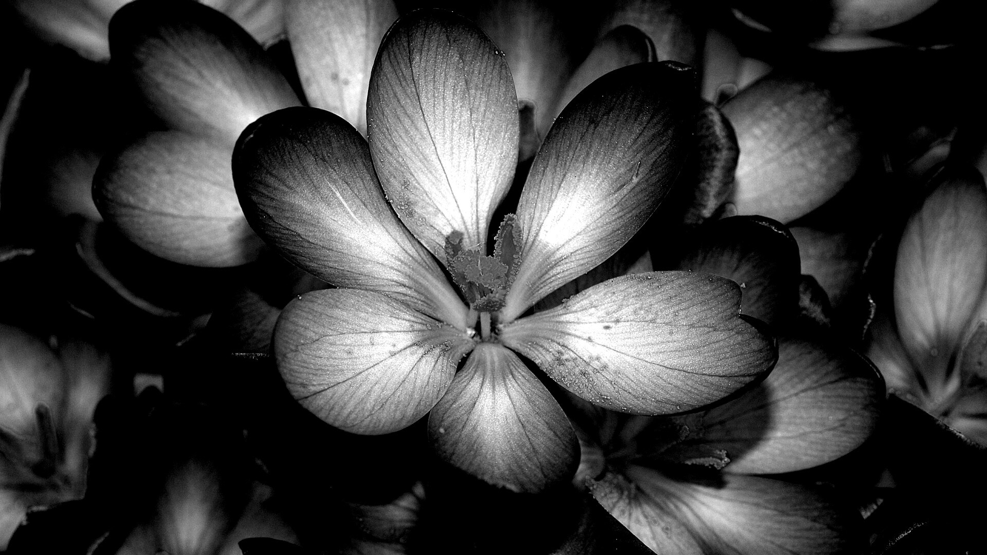 Сиреневый цветок обои