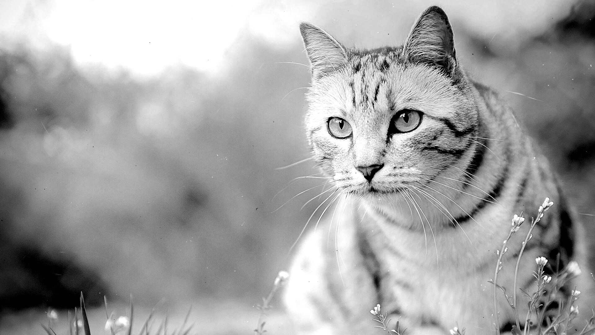 Кот в теплых тонах обои